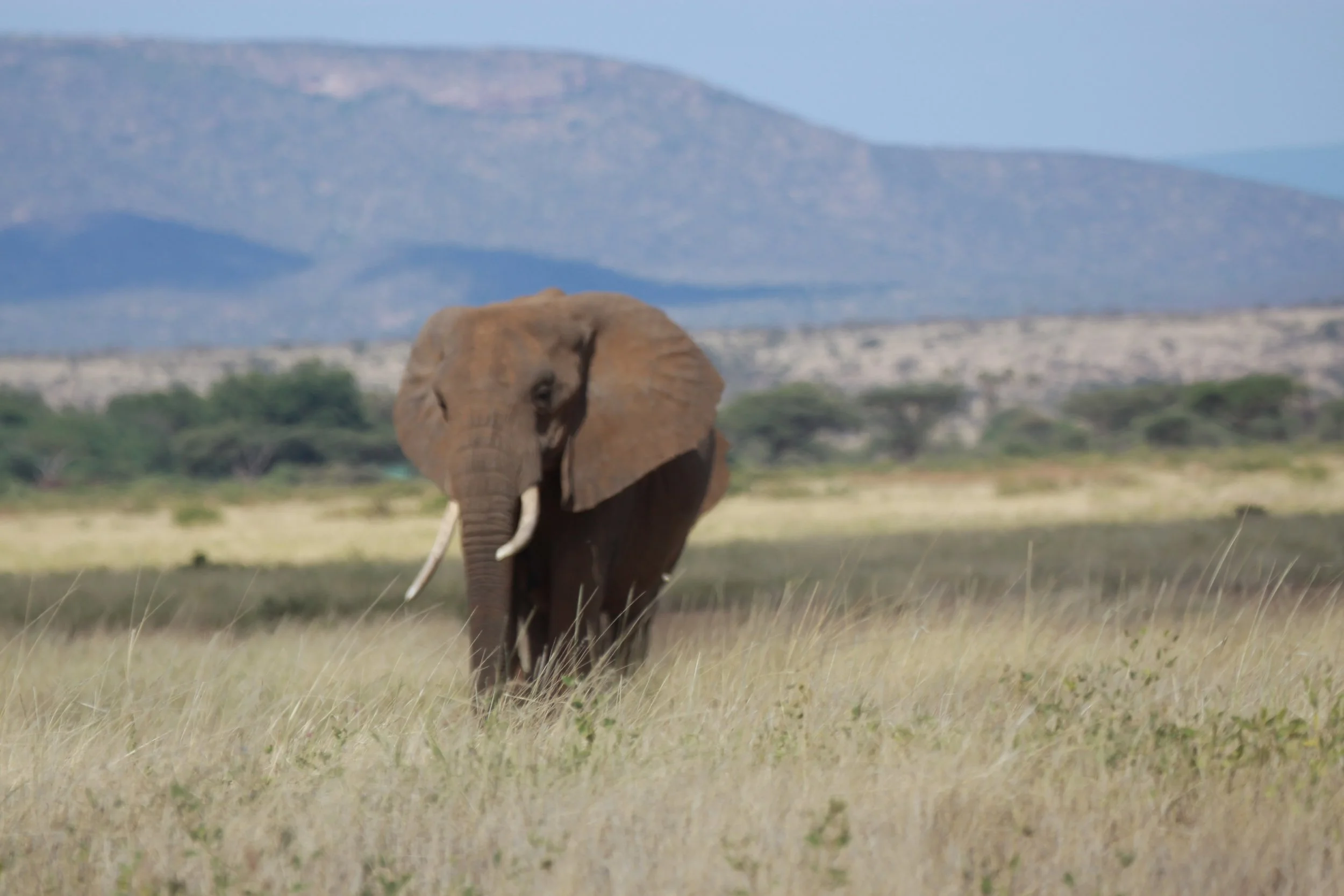 ELEPHANT - SAMBURU NATIONAL RESERVE KENYA (8).JPG