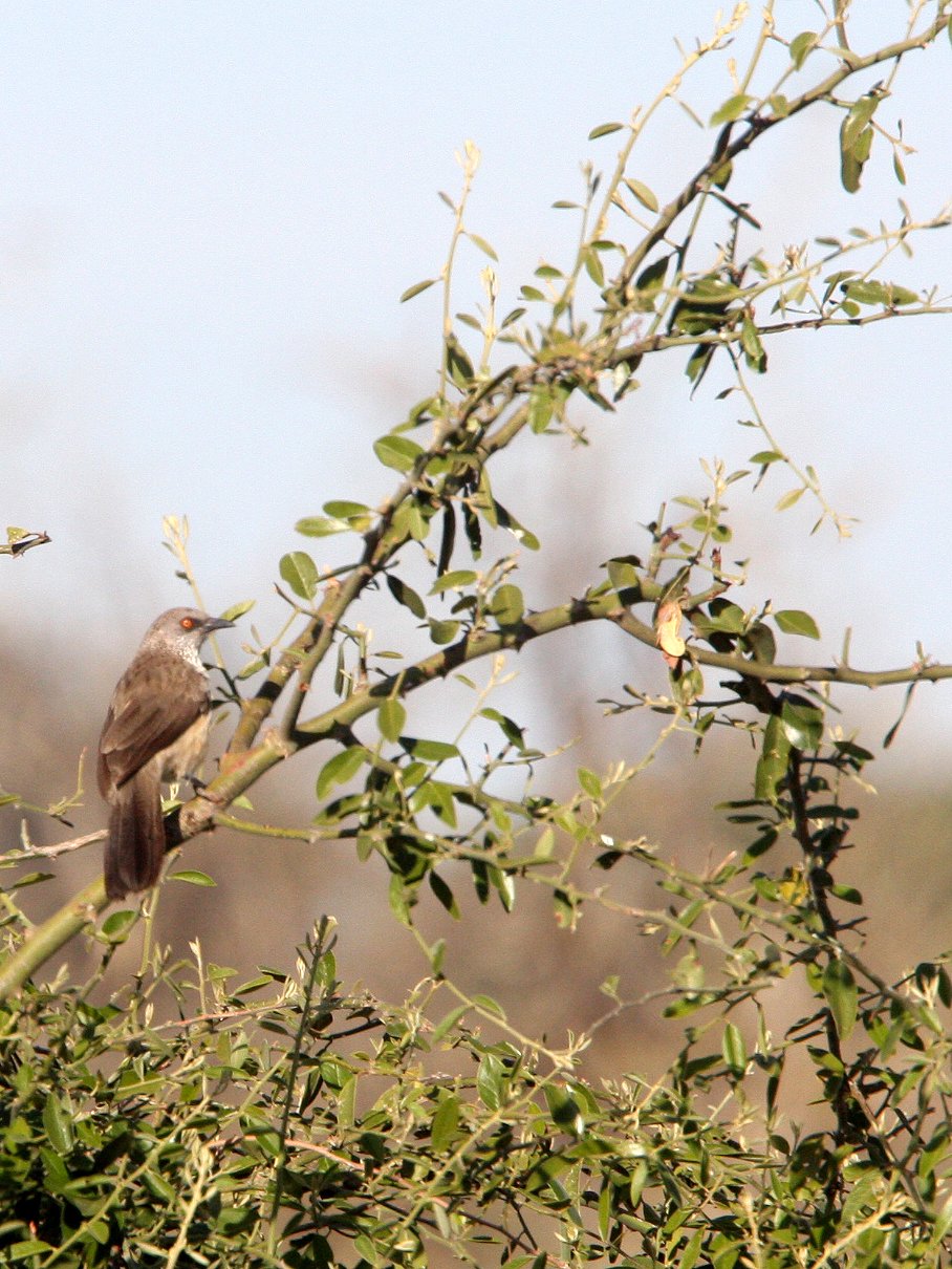 BIRD - BABBLER - ARROW-MARKED BABBLER - TURDOIDES JARDINEII - CHOBE NATIONAL PARK BOTSWANA.JPG