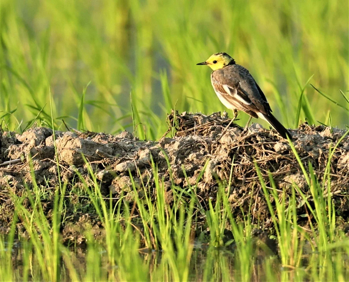 CITRINE WAGTAIL - Motacilla citreola - TATHORN RICEFIELDS CHIANG MAI FEB 2022 (78).jpg