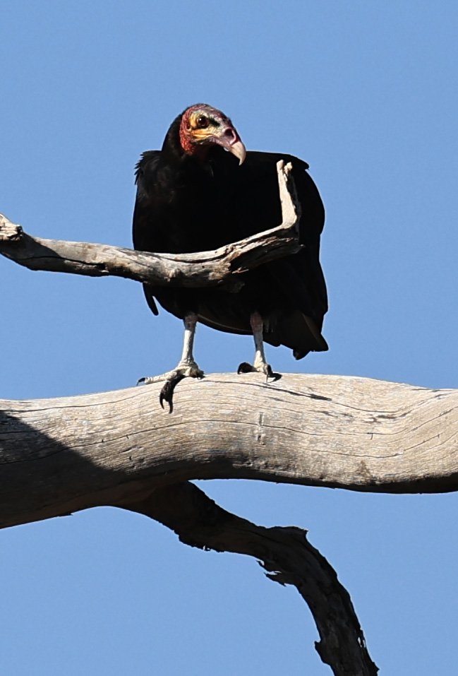 Lesser Yellow-headed Vulture (Cathartes burrovianus)