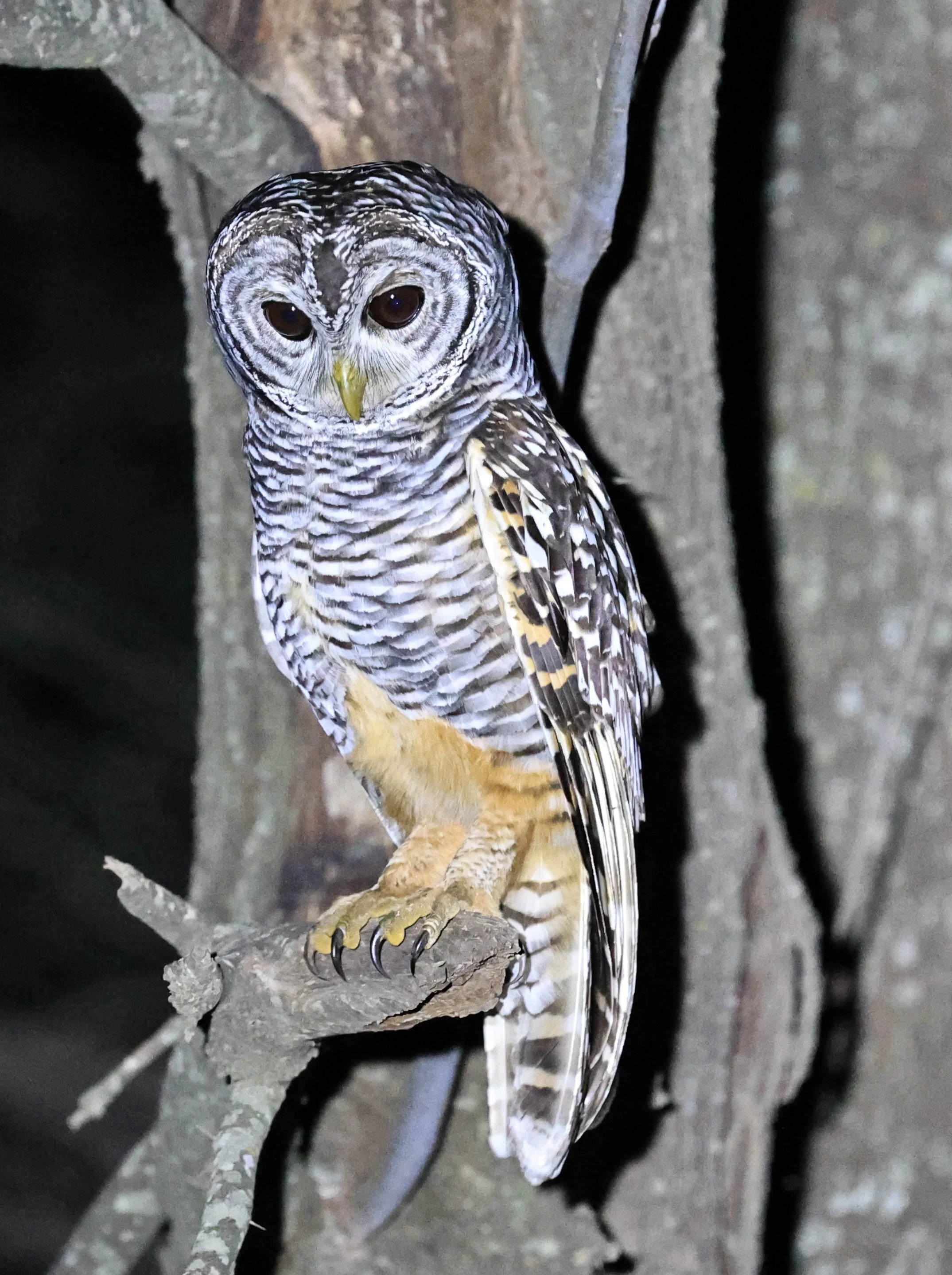 Chaco Owl (Strix chacoensis) Estancia Campo'í Paraguay (63).jpg