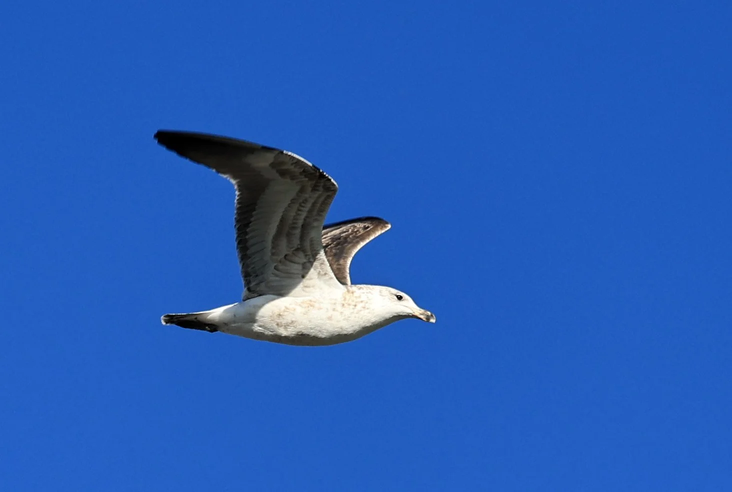 Kelp Gull (Larus dominicanus) Puerto Rawson Argentina (22).jpg
