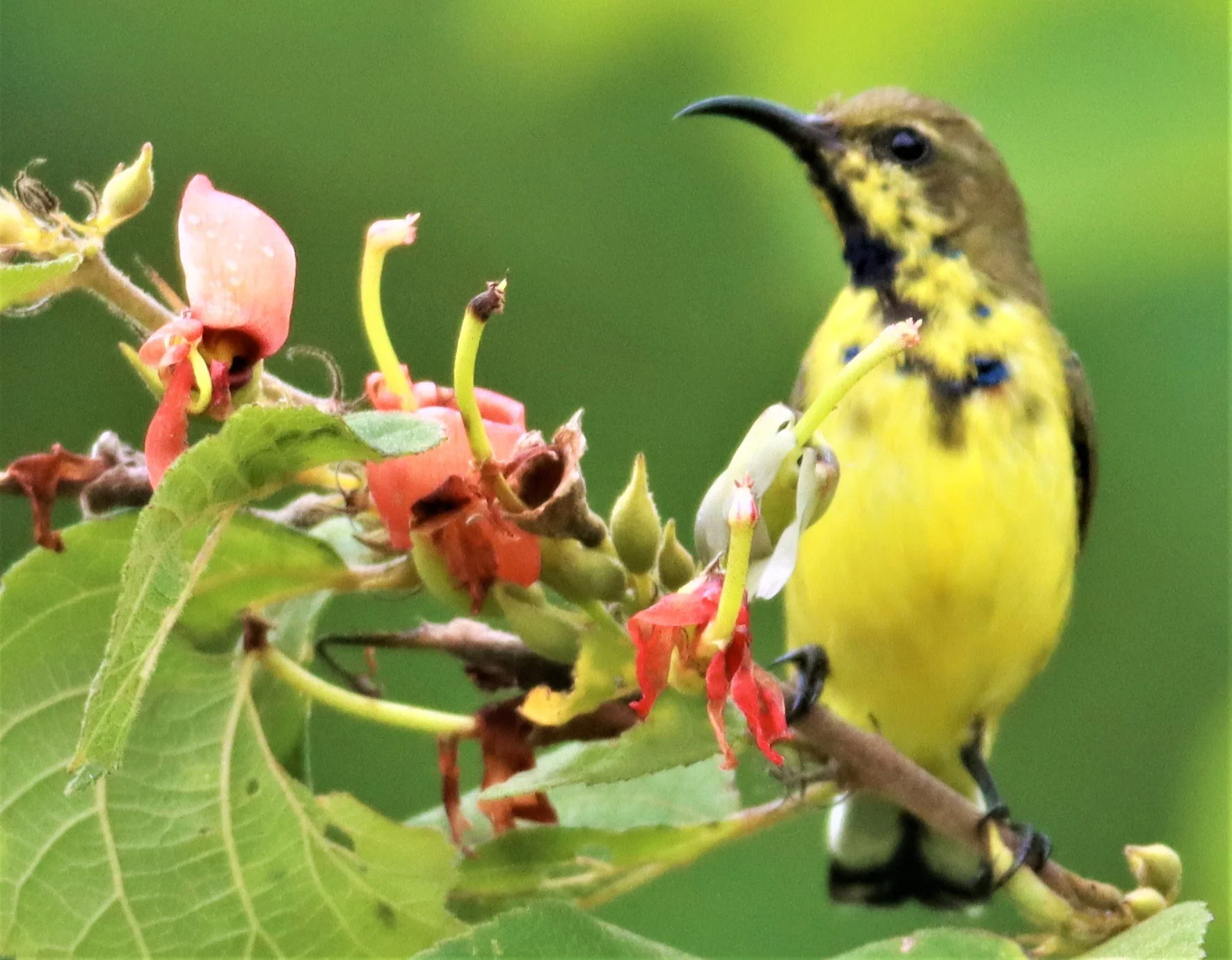 SUNBIRD - OLIVE-BACKED SUNBIRD - Nectarinia jugularis - NONG YA PLONG PETCHABURI (27).jpg