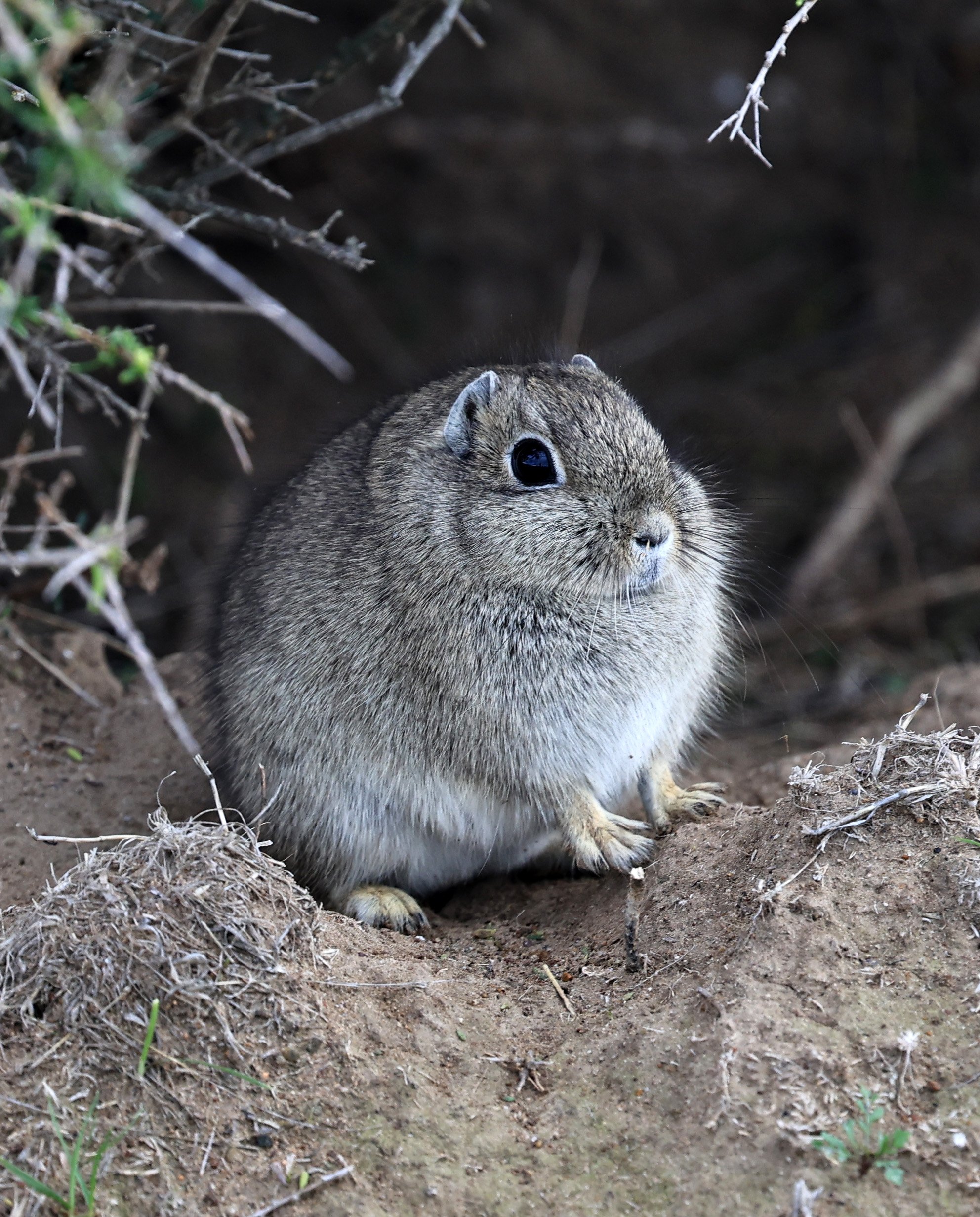 Southern Mountain Cavy (Microcavia australis) Valdes Peninsula, Chubut Province, Argentina Day 2 (1 (45).jpg