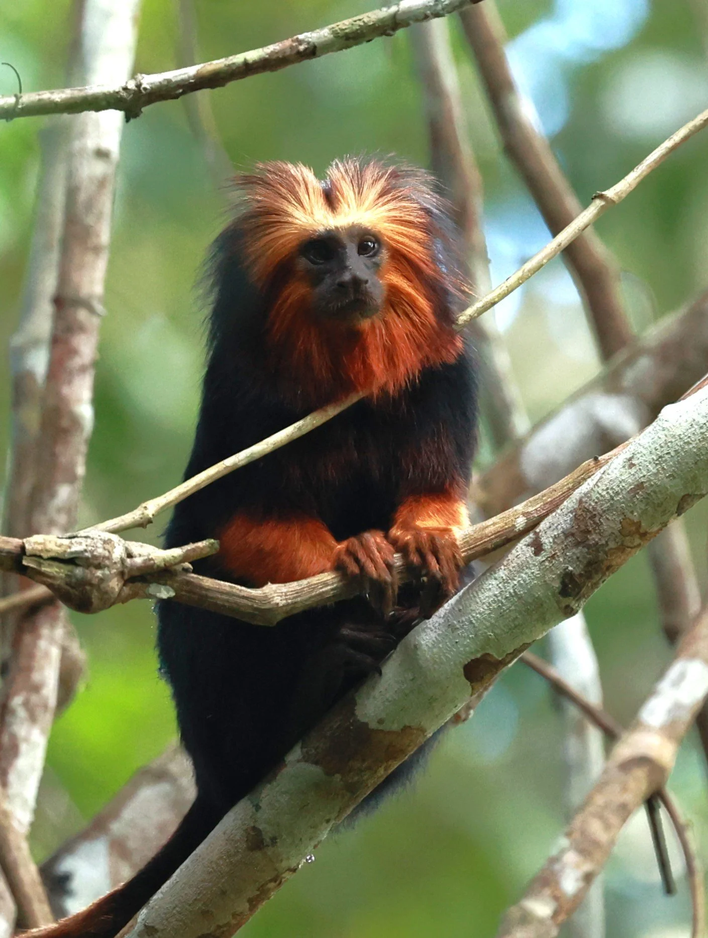 Callitrichidae - Leontopithecus chrysomelas - Golden-headed Lion Tamarin - Illeus, Bahia Brazil, Una Township Area  (27).JPG