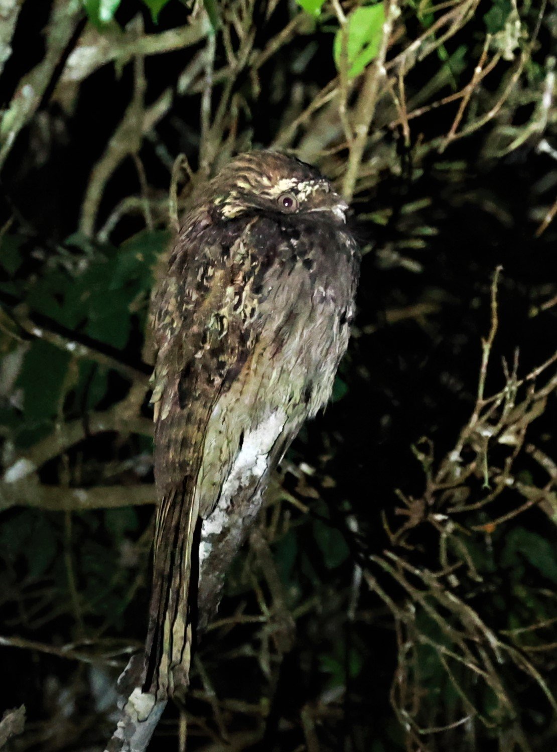 Potoo - Common Potoo - Nyctibius griseus - Augusto Ruschi Biological Reserve, Santa Teresa, Brazil (4).jpg