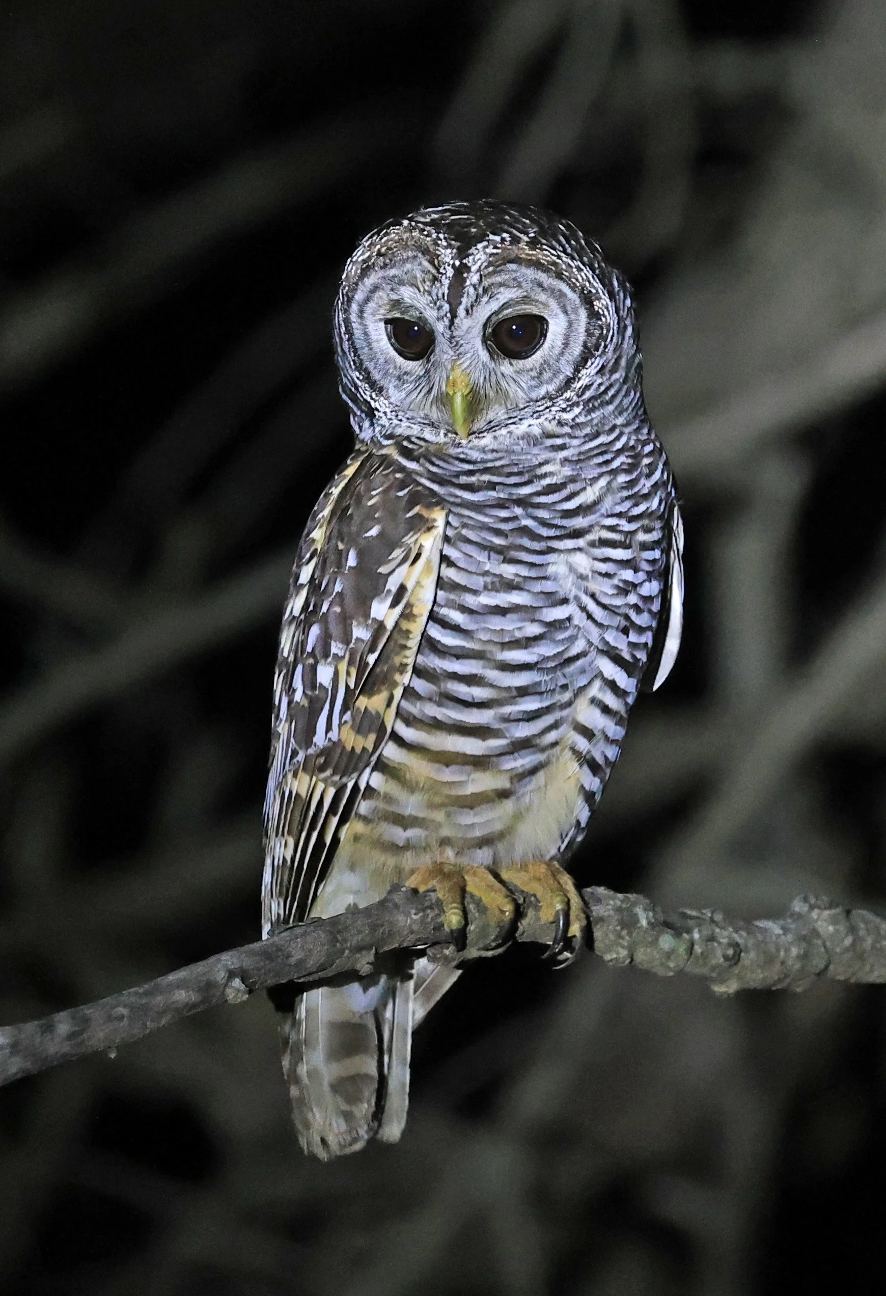 Chaco Owl (Strix chacoensis) Reserva Nueland  Selva Serena 