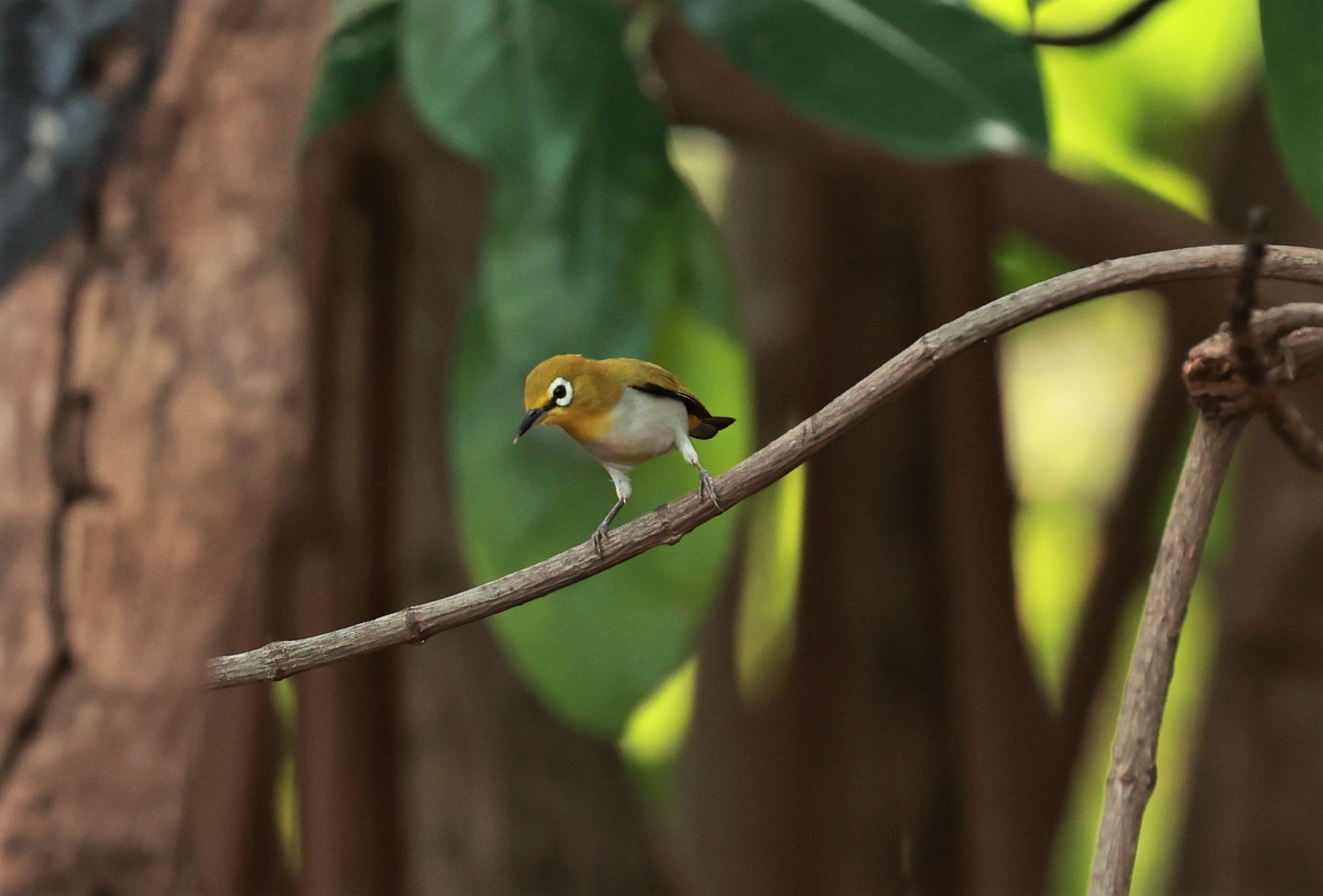 Swinhoe's White-eye (Zosterops simplex) Bang Pu Recreational Park & Mangrove Forest (94).jpg