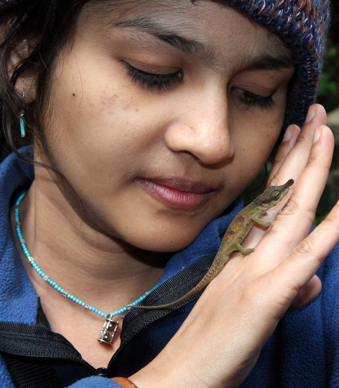 Calumma boettgeri - BOETTGER'S OR BLUE NOSED CHAMELEON - MONTAGNE D'AMBRE NATIONAL PARK (17).JPG