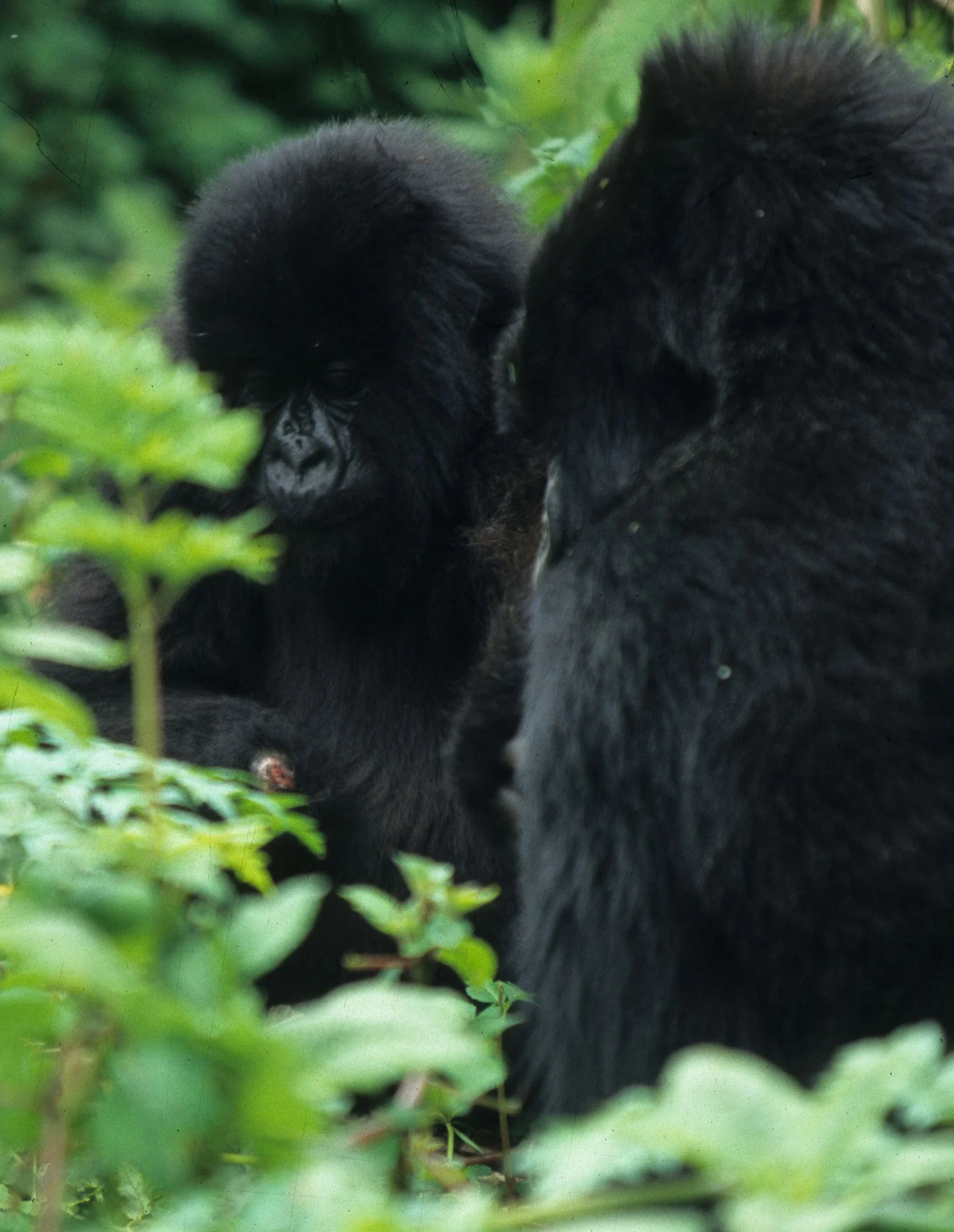 PRIMATE - GORILLA-RWANDA PARC DU VULCANS (110).jpg