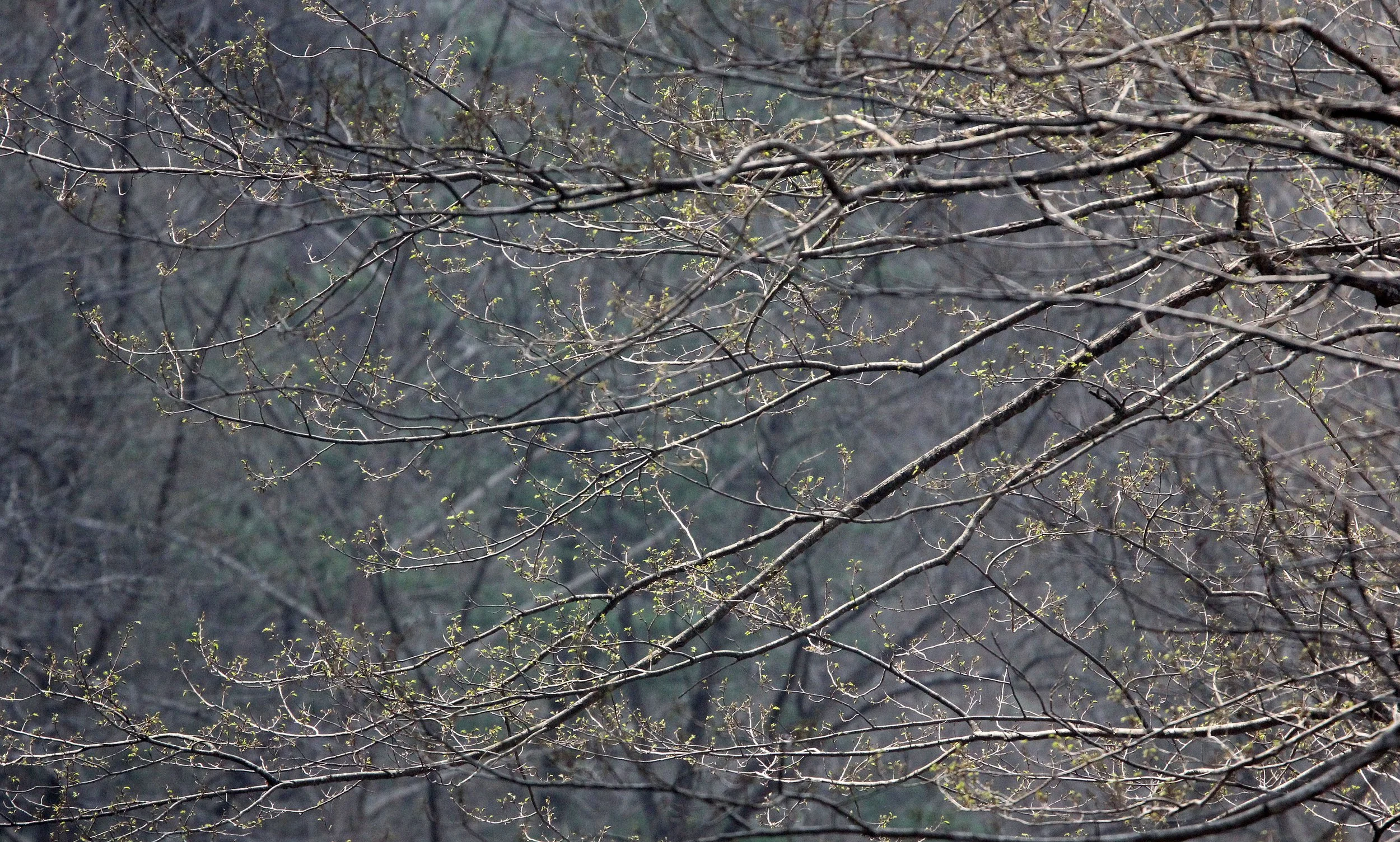 TANGJIAHE NATURE RESERVE, SICHUAN CHINA (21).JPG