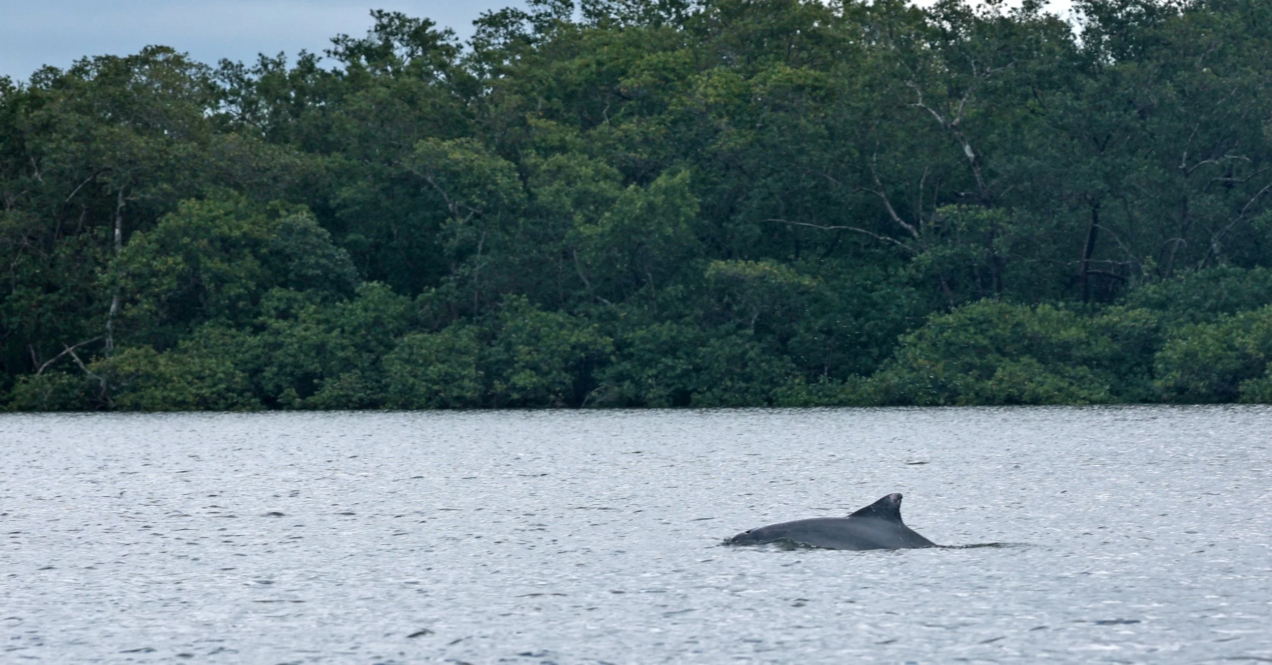 Guiana Dolphin (Sotalia guianensis) Superagüi National Park, Brazil (8).jpg