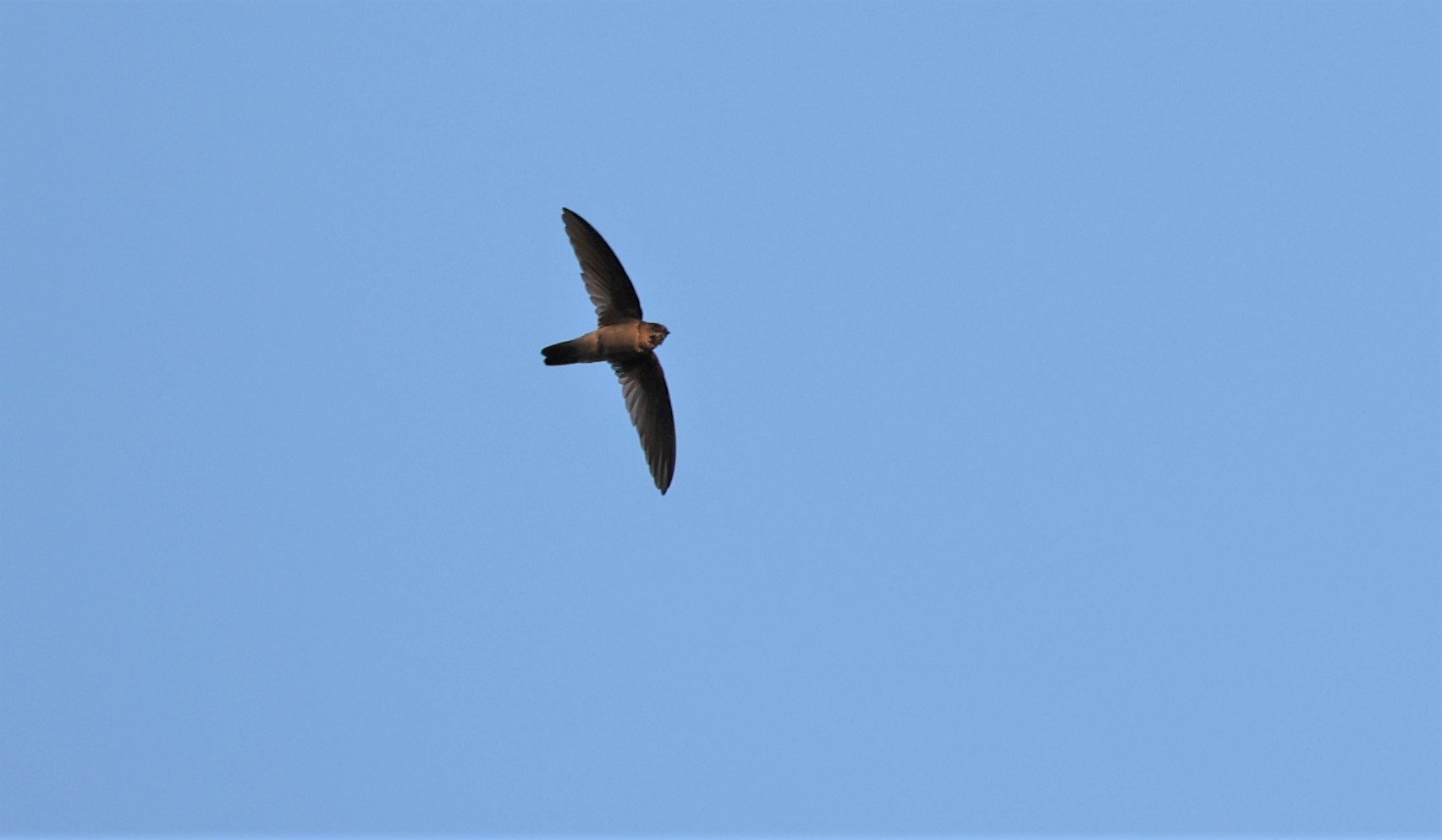 Himalayan Swiftlet (Aerodramus brevirostris) Doi Ang Khang Chiang Mai (4).jpg