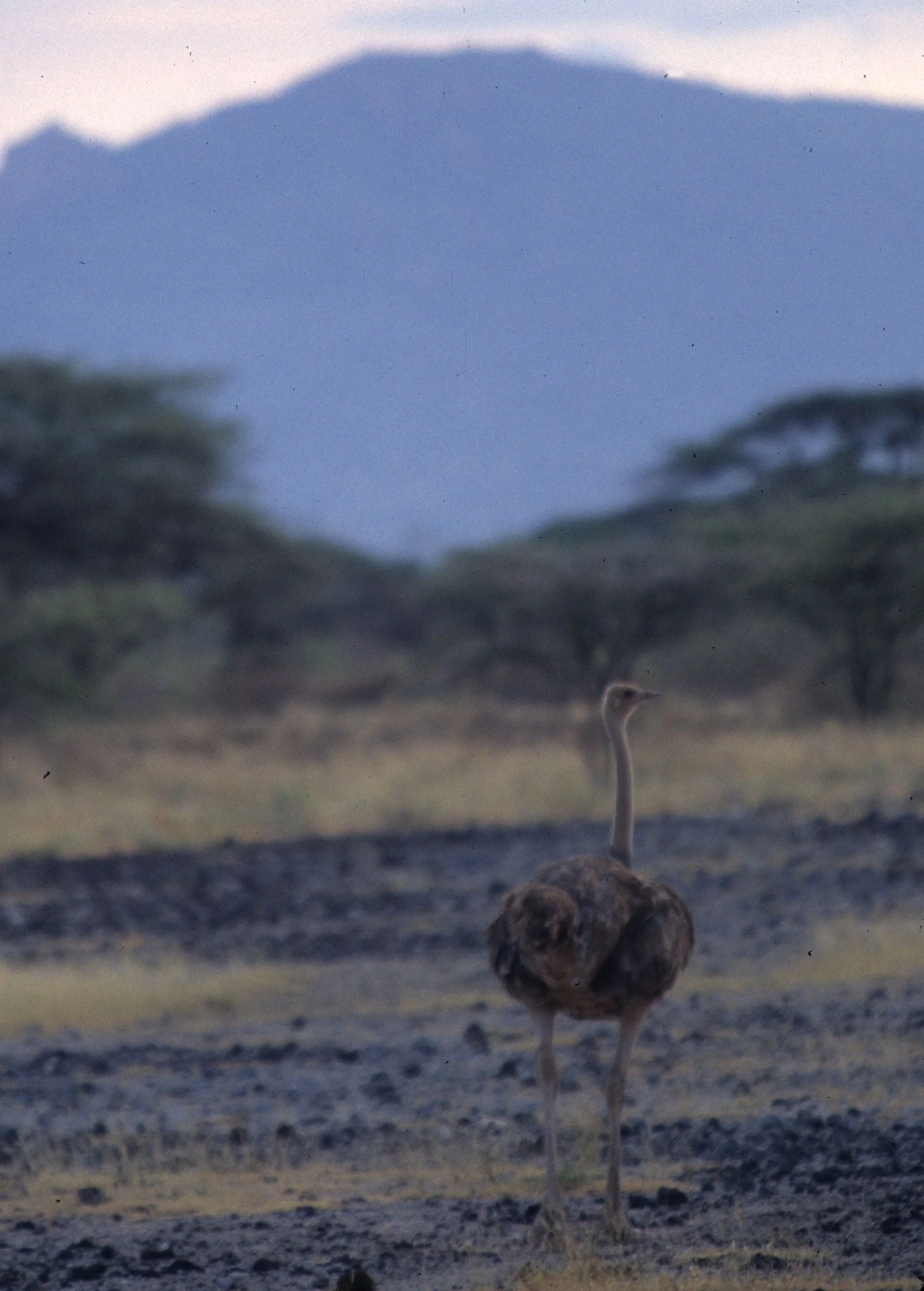 Struthio molybdophanes - SOMALI OSTRICH - SHABA scanned slides (6).jpg