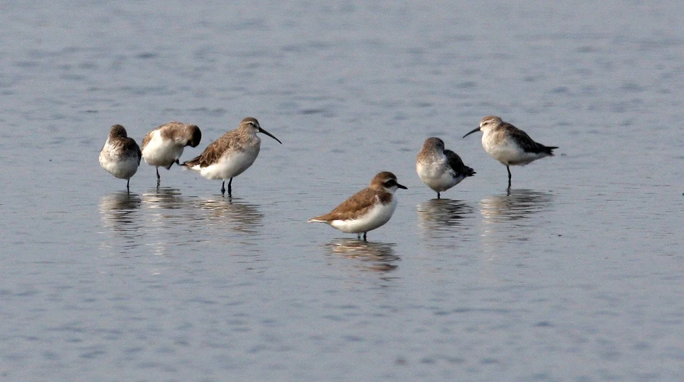 BIRD - SANDPIPER - CURLEW SANDPIPER - PAK THALE PETCHABURI PROVINCE THAILAND (15).JPG