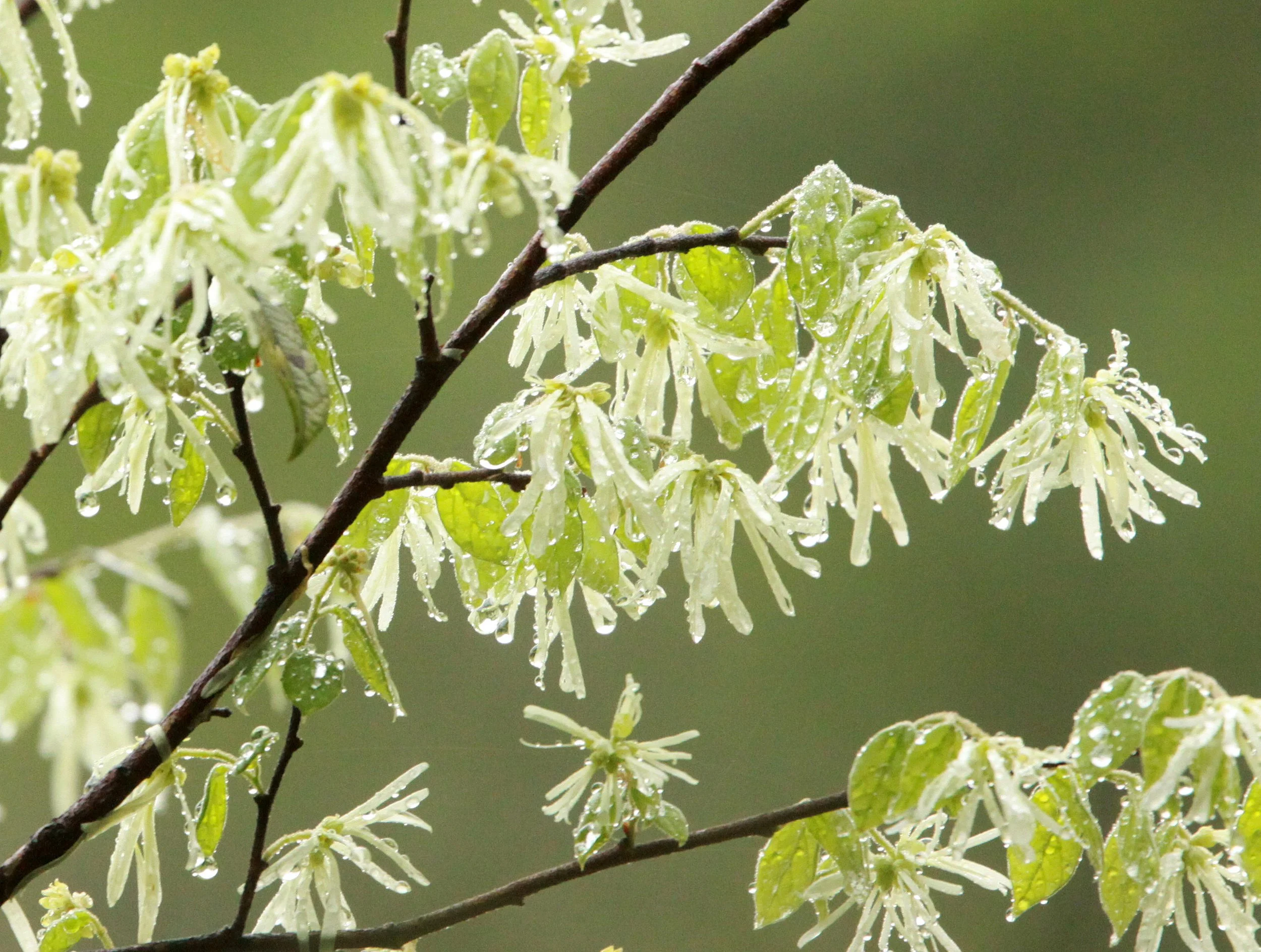 GUNIUJIANG NATURE RESERVE - ANHUI PROVINCE CHINA (93).JPG