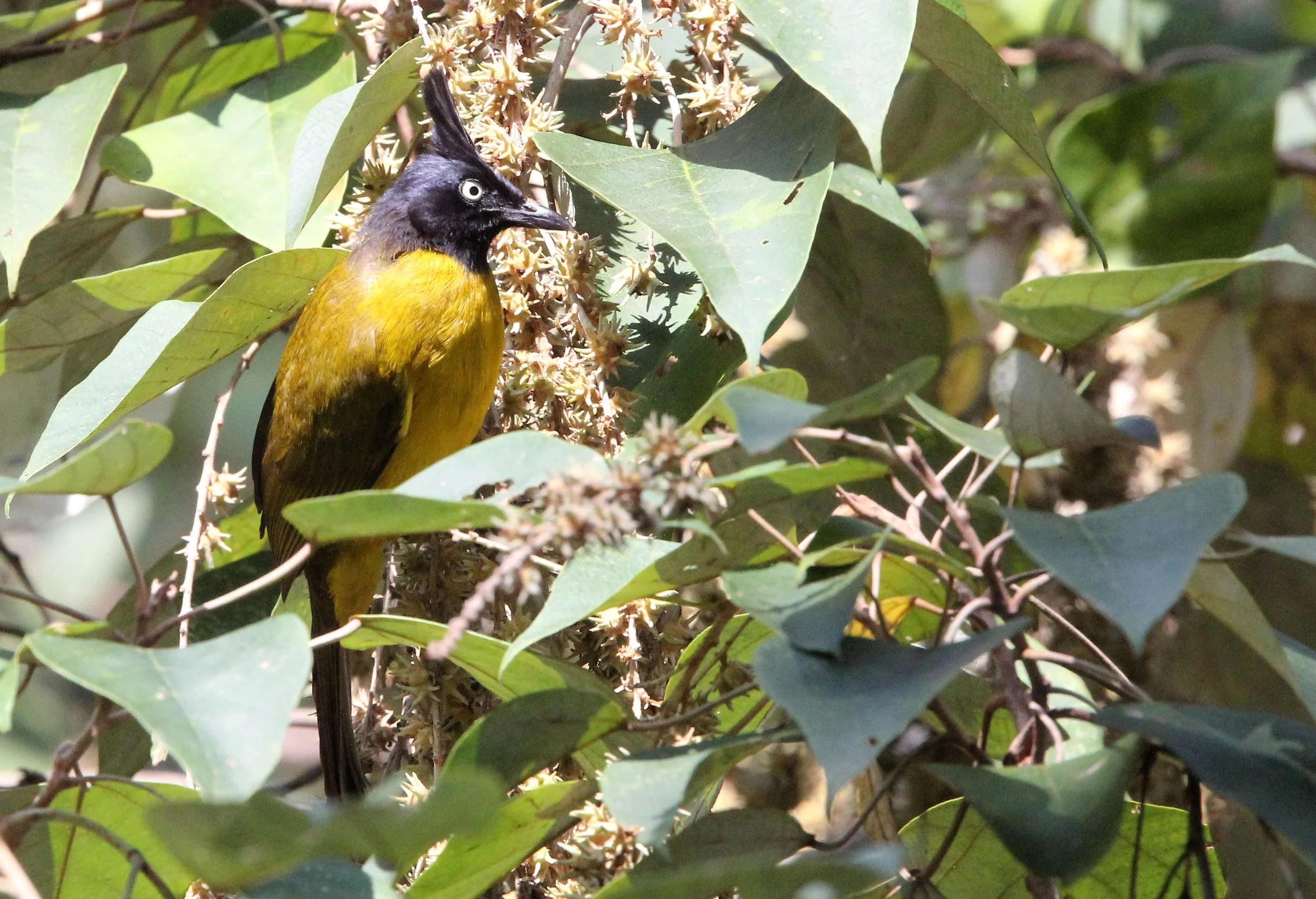 BULBUL - BLACK-CRESTED BULBUL - Pycnonotus melanicterus - KAENG KRACHAN NP THAILAND (77).JPG