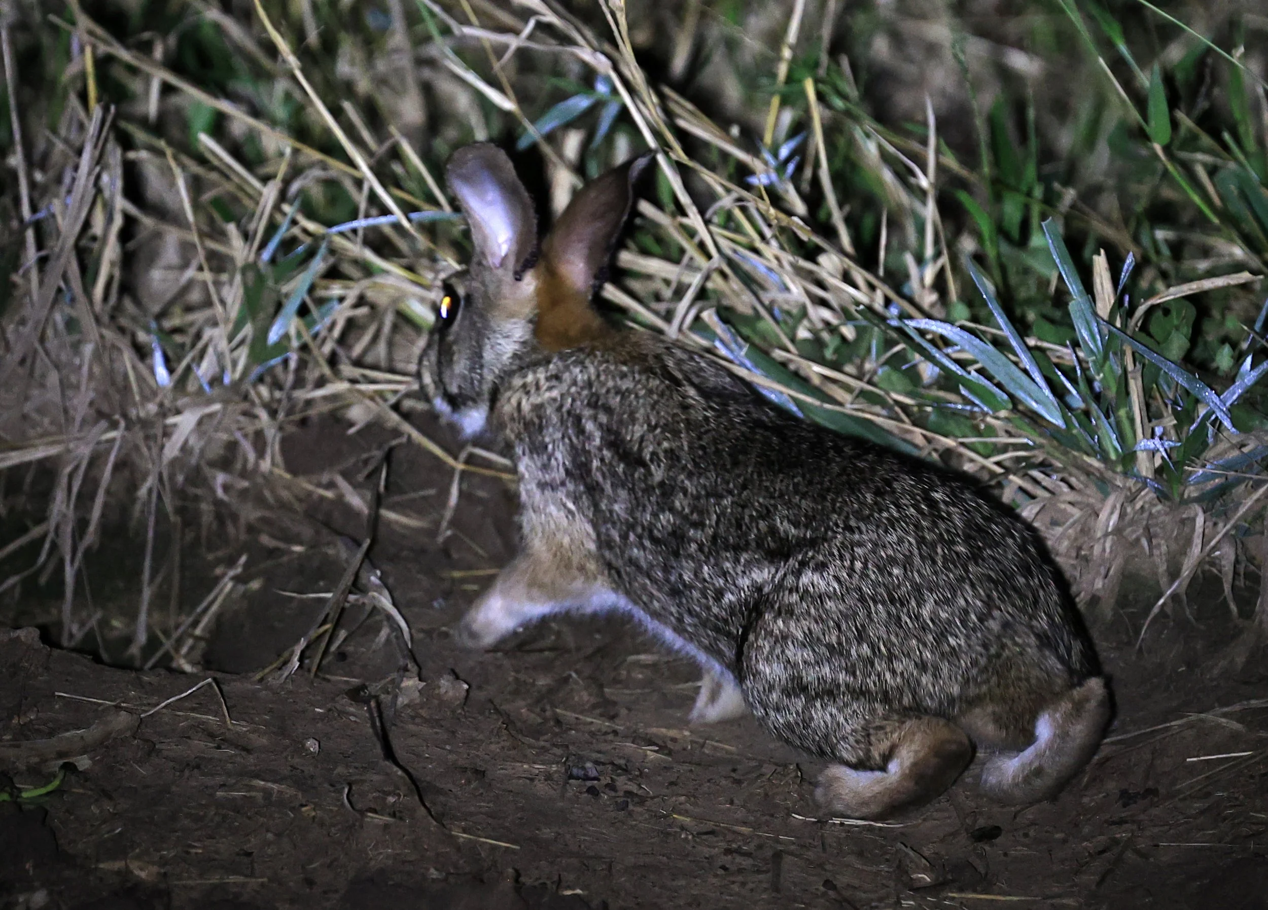 Tapeti (Sylvilagus brasiliensis) Chaco Lodge & Laguna Salada Paraguay (8).jpg