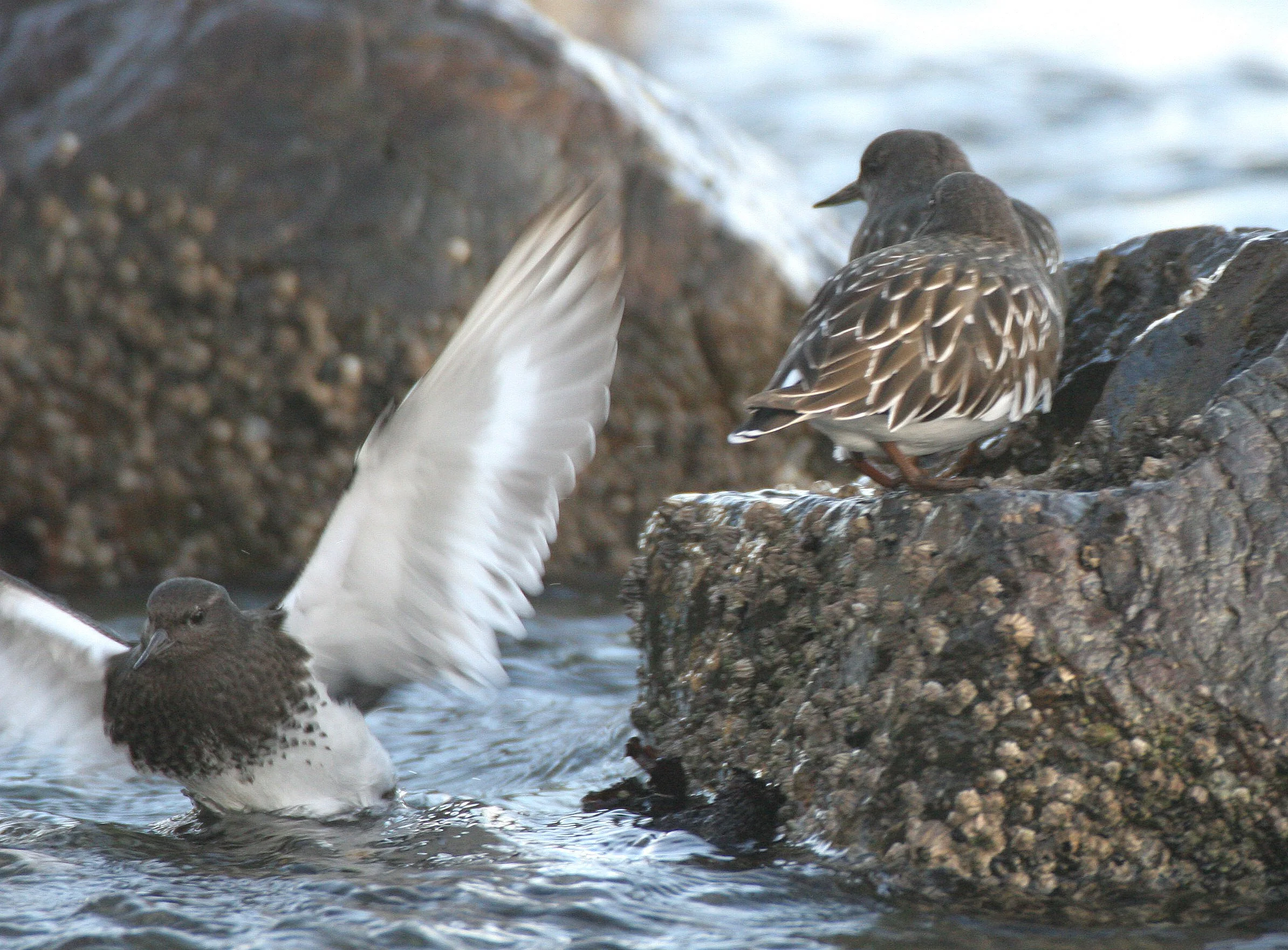 BIRD - TURNSTONE - BLACK TURNSTONE - PA HARBOR (41).jpg