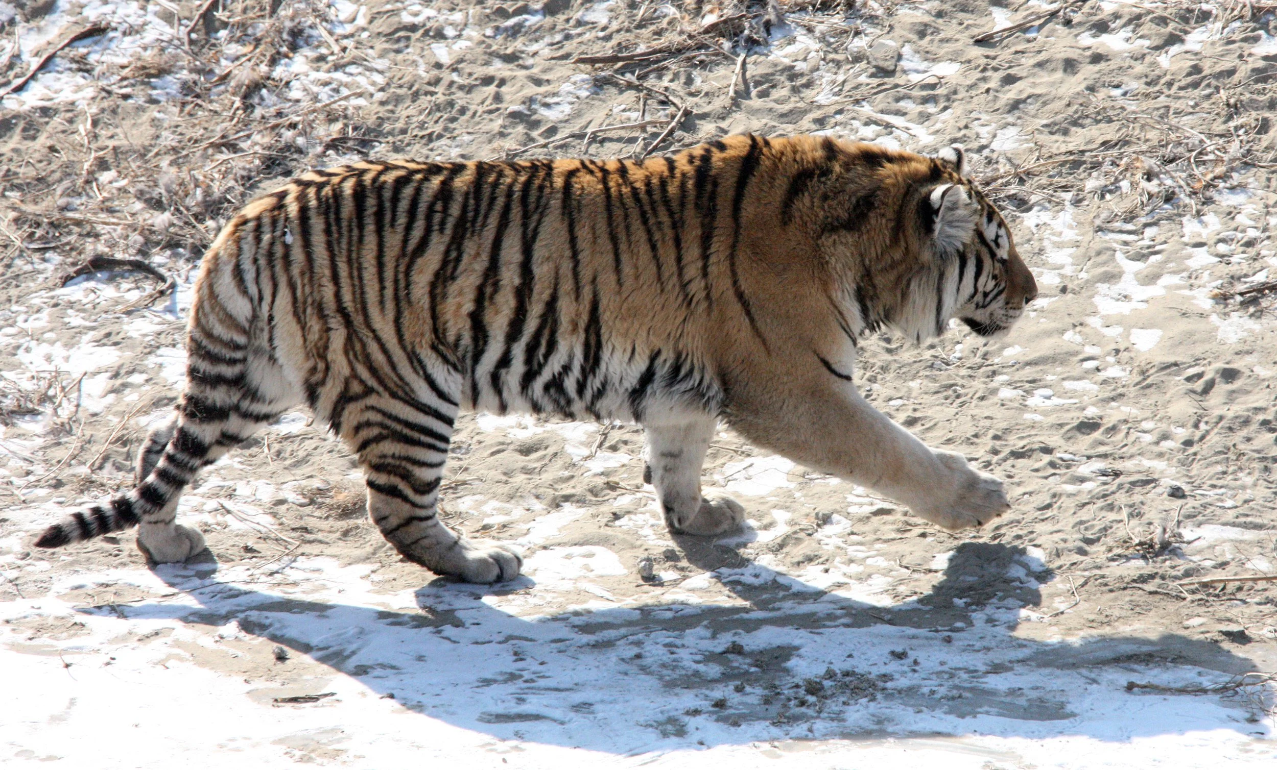 Panthera tigris altaica - SIBERIAN TIGER - HARBIN SIBERIAN TIGER PARK  (147).JPG