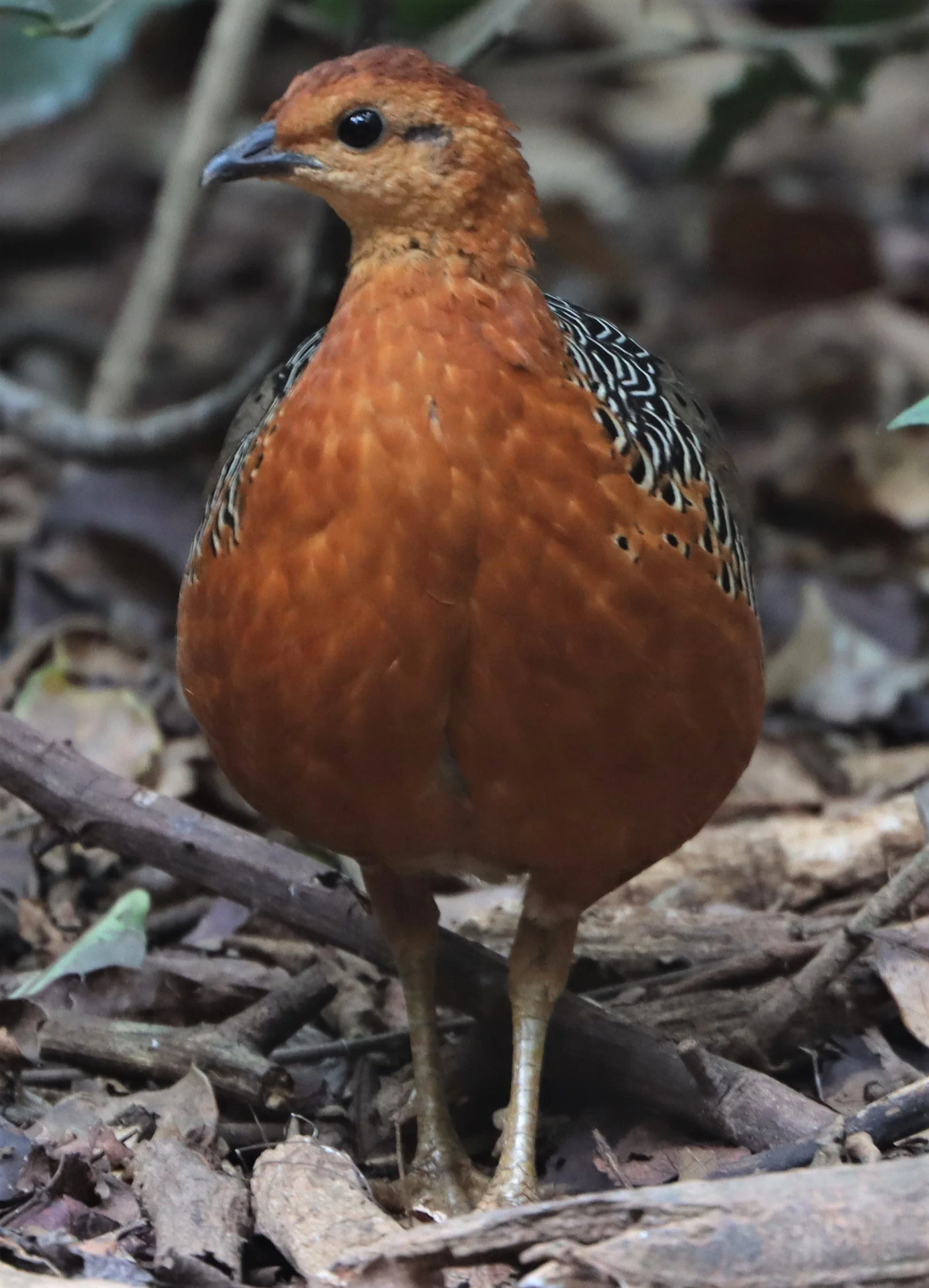 Ferruginous Partridge (Caloperdix oculea)