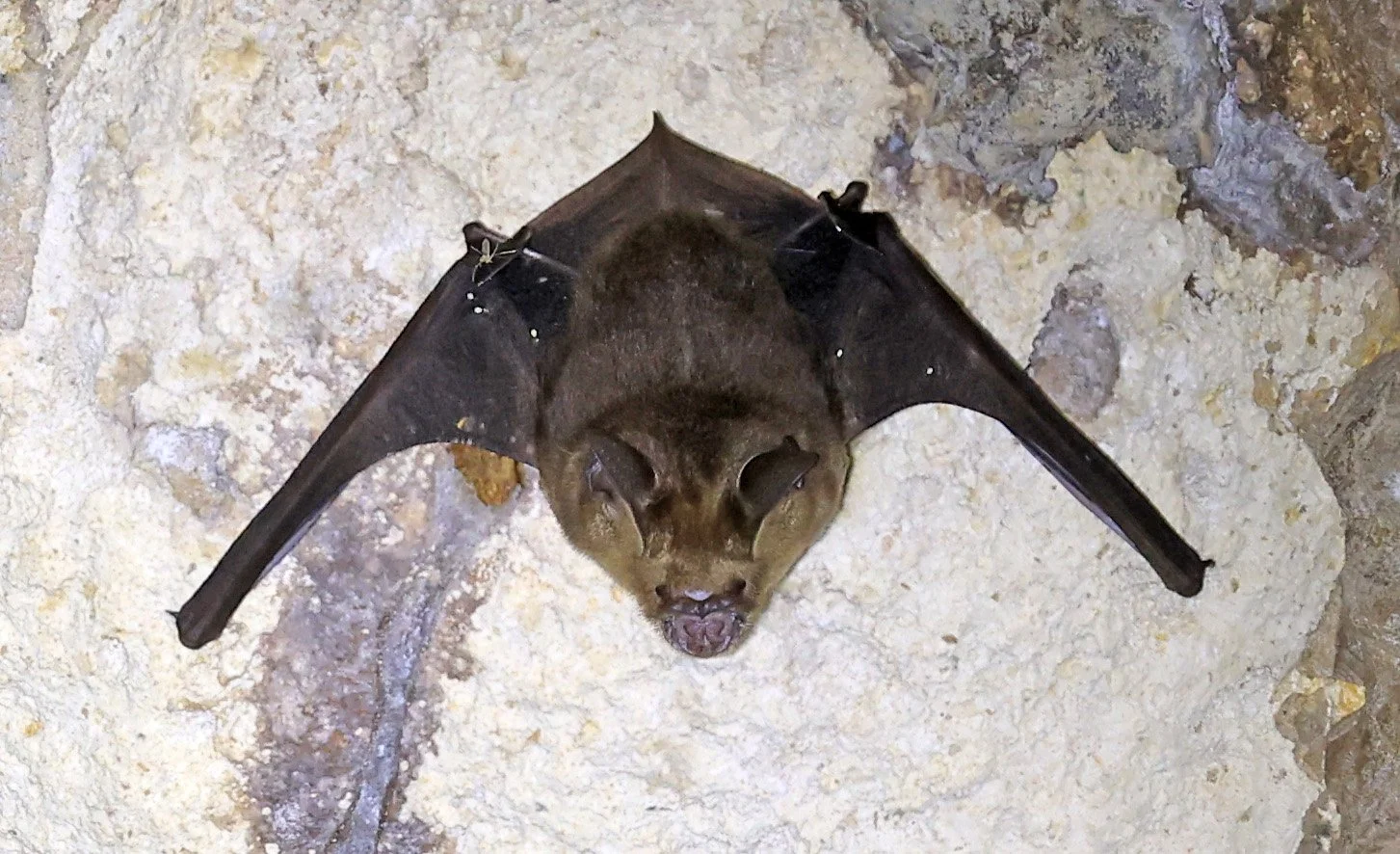 Cantor’s Leaf-nosed Bat (Hipposideros galeritus) Wat Sa Nam Sai Temple Pak Chong Thailand  (7).jpg
