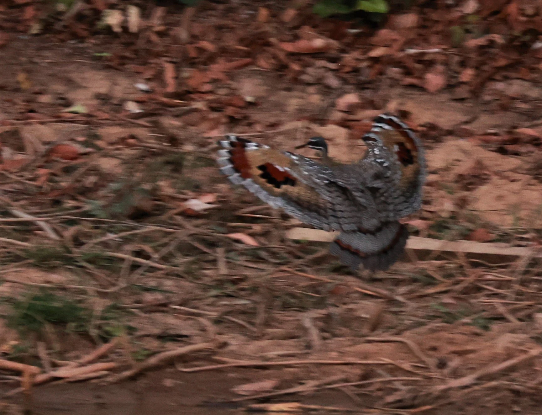 Sunbittern - Eurypyga helias - Pantanal, Pouso Alegre Lodge, Brazil (10).JPG