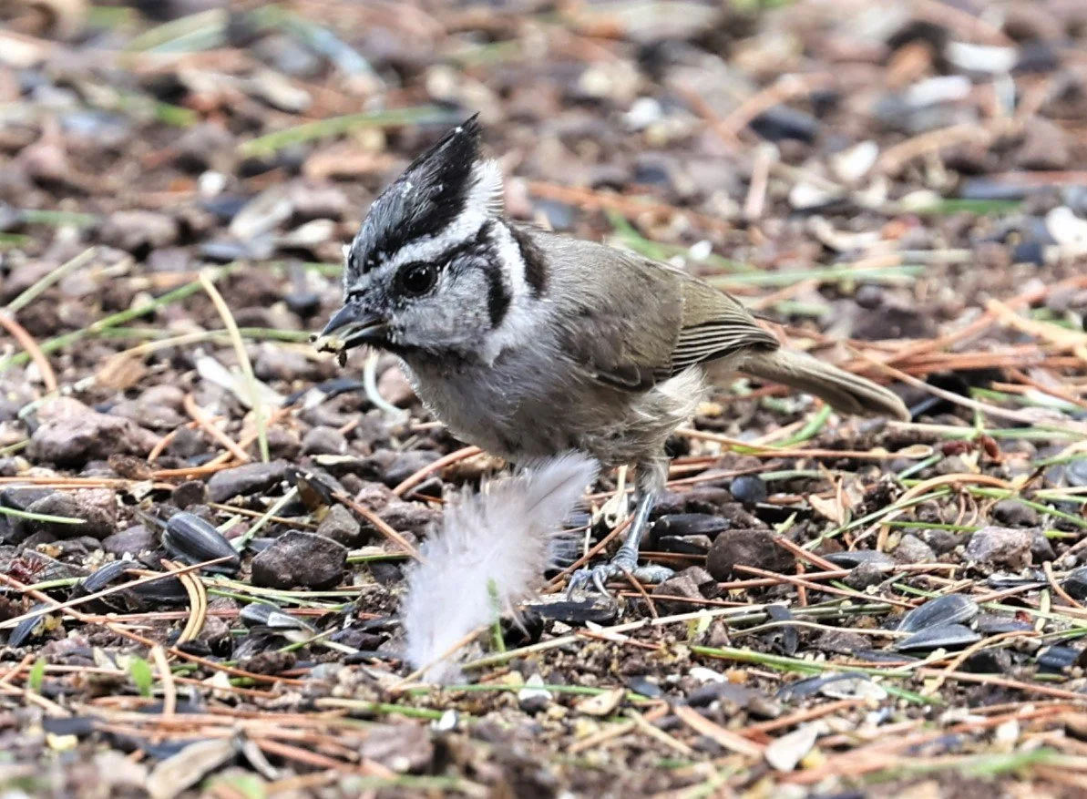 Bridled Titmouse (Baeolophus wollweberi) Cave Creek Arizona (11).jpg
