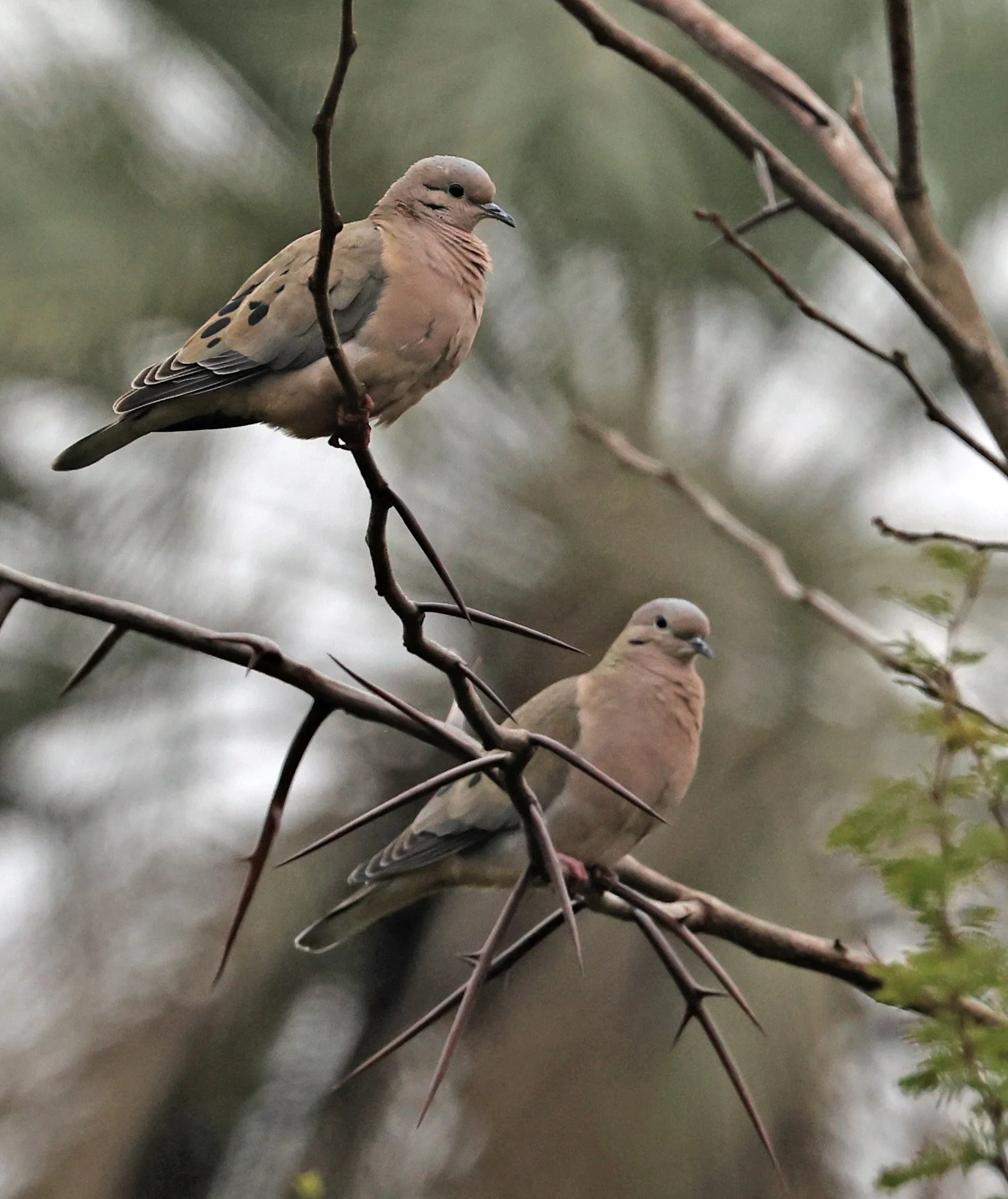 Eared Dove (Zenaida auriculata) El Palmar National Park, Entre Rios, Argentina (11).jpg