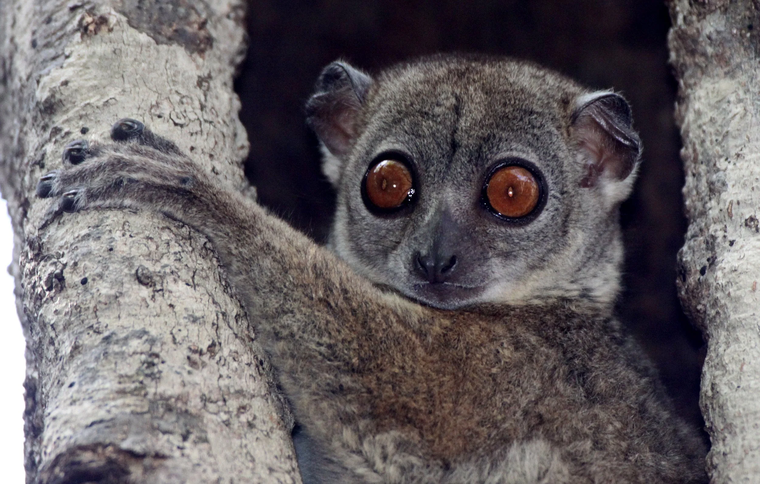 Lepilemur septentrionalis (Sahafary Sportive Lemur)