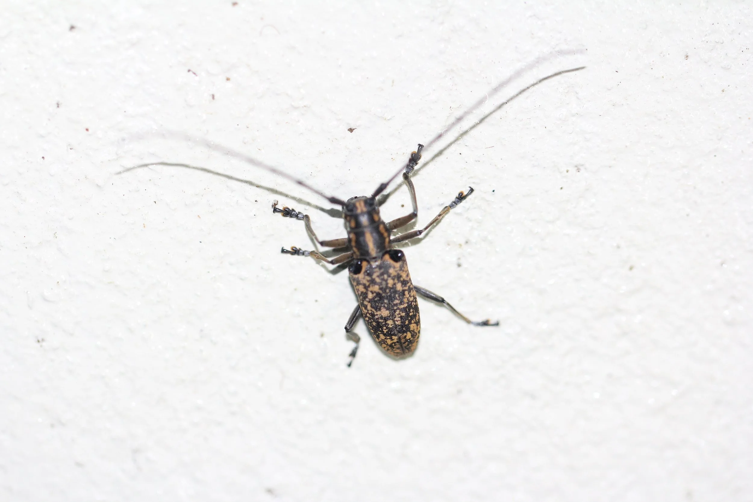 Epepeotes luscus - Koh Lanta, Thailand (1).JPG