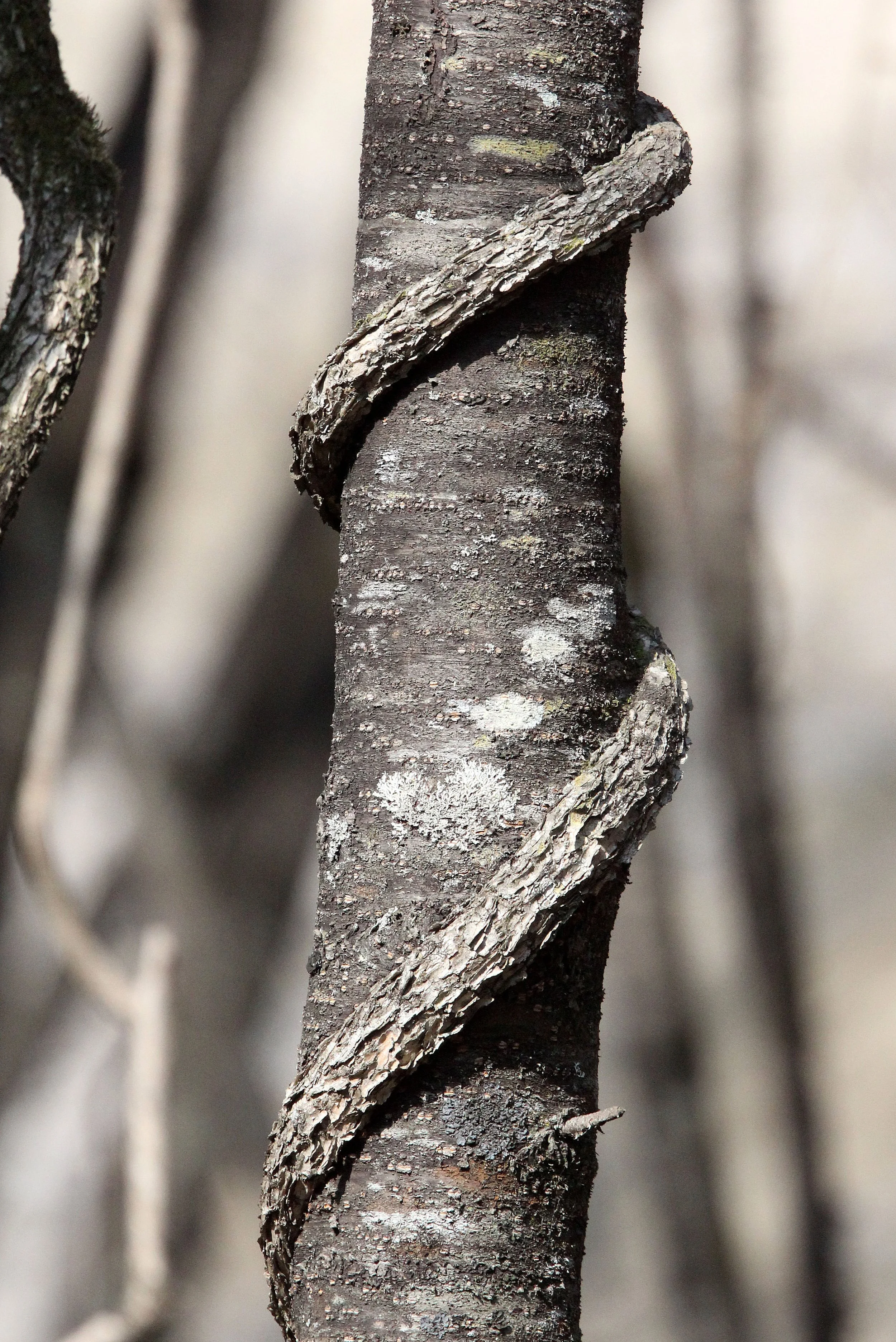 TANGJIAHE NATURE RESERVE, SICHUAN CHINA (18).JPG