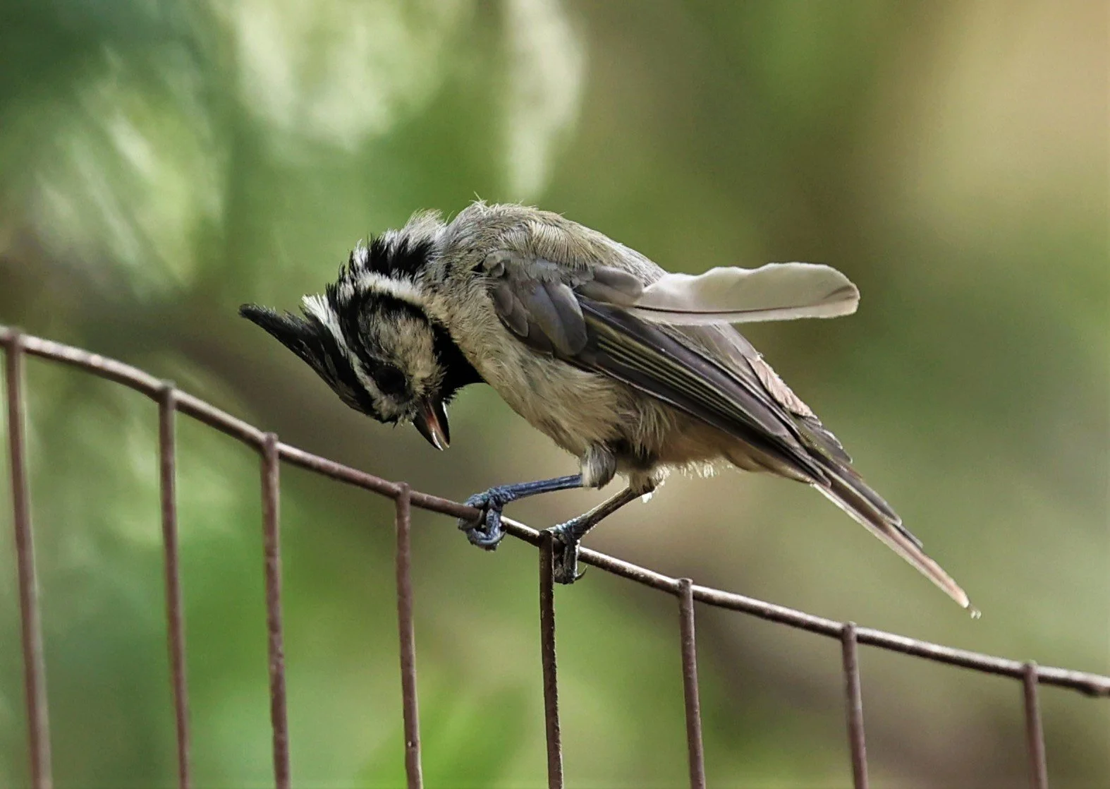 Bridled Titmouse (Baeolophus wollweberi) Cave Creek Arizona (5).jpg