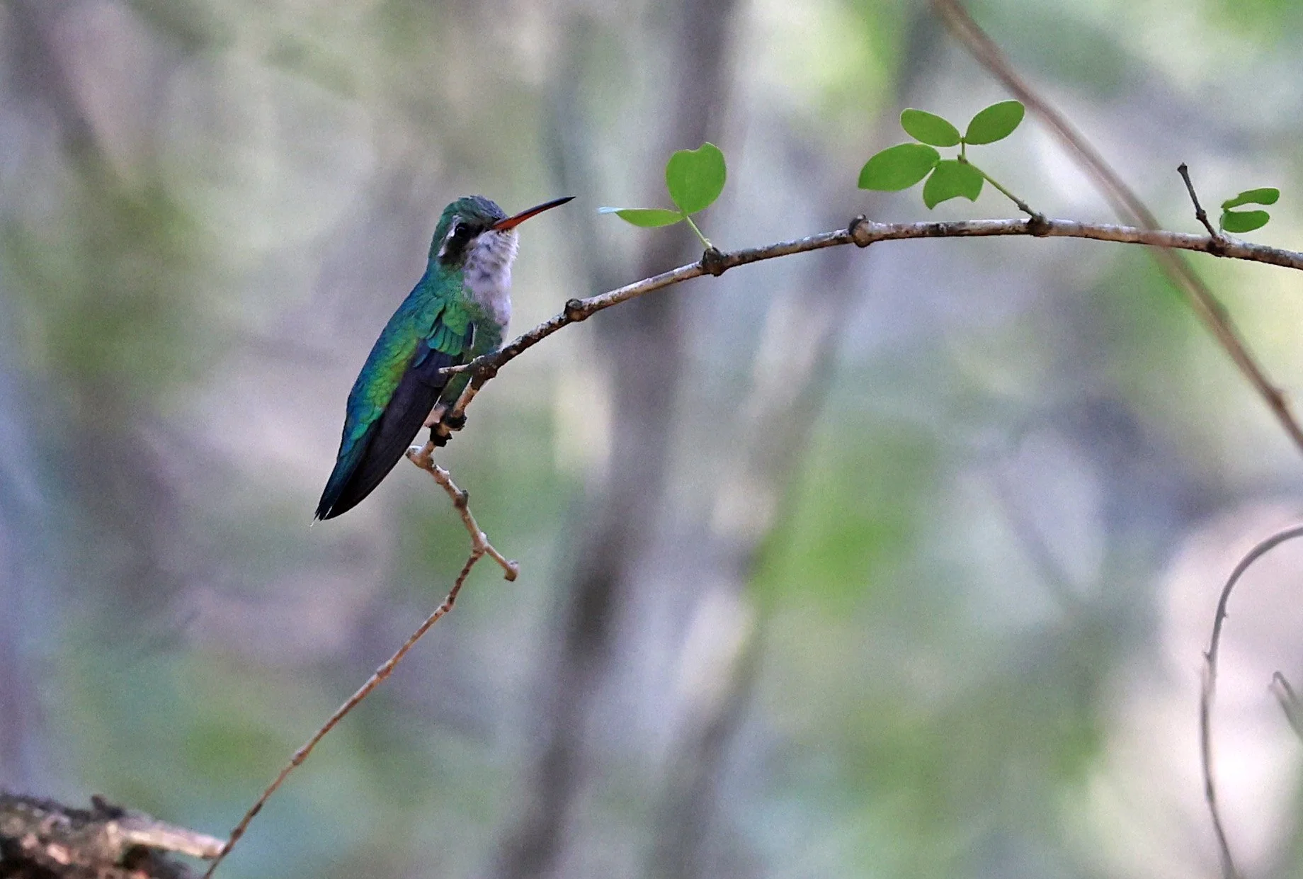 Glittering-bellied Emerald (Chlorostilbon lucidus) Reserva Nueland  Selva Serena (1).jpg