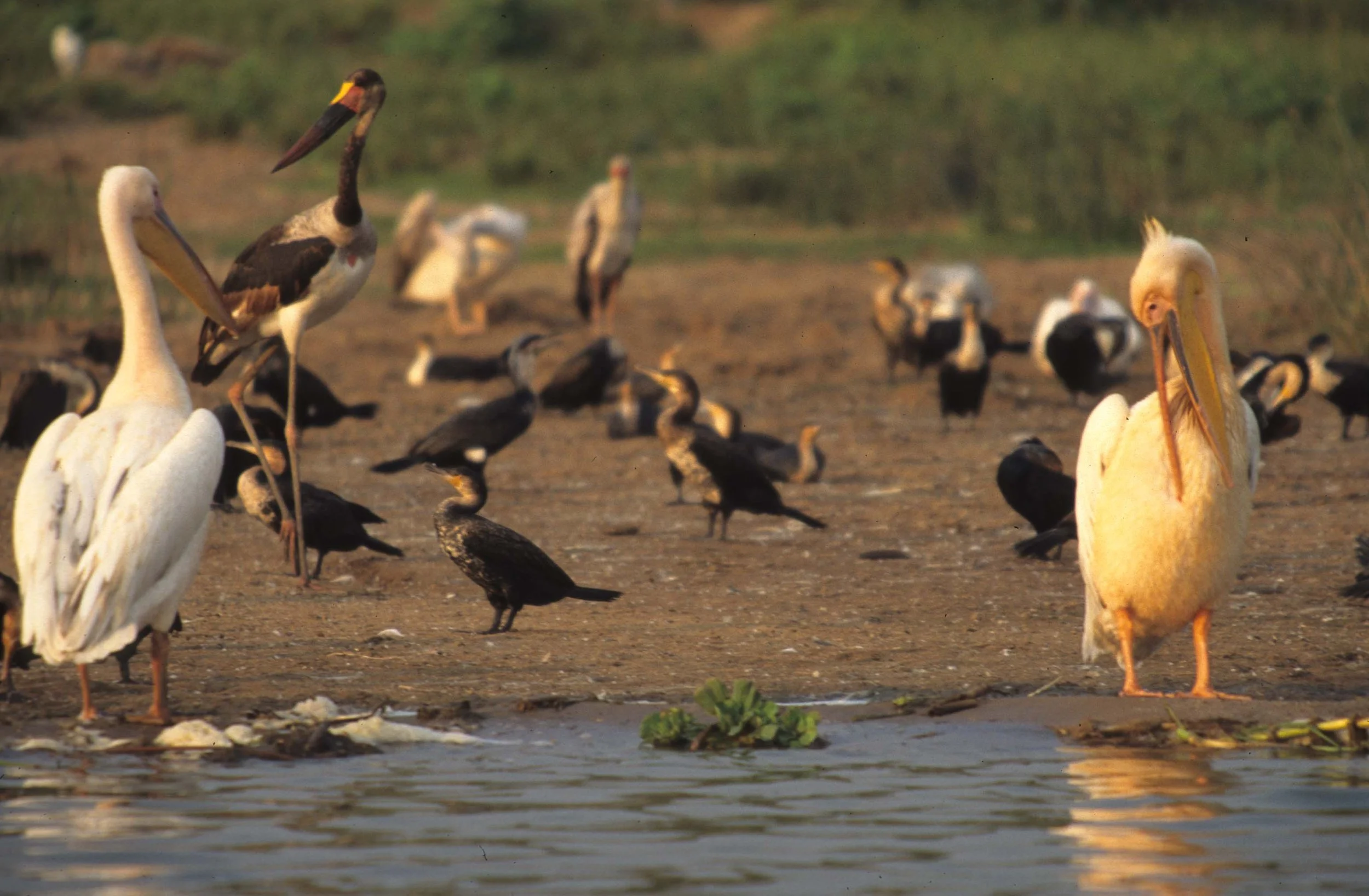 BIRDS - PELICAN - WHITE - UGANDA A.jpg