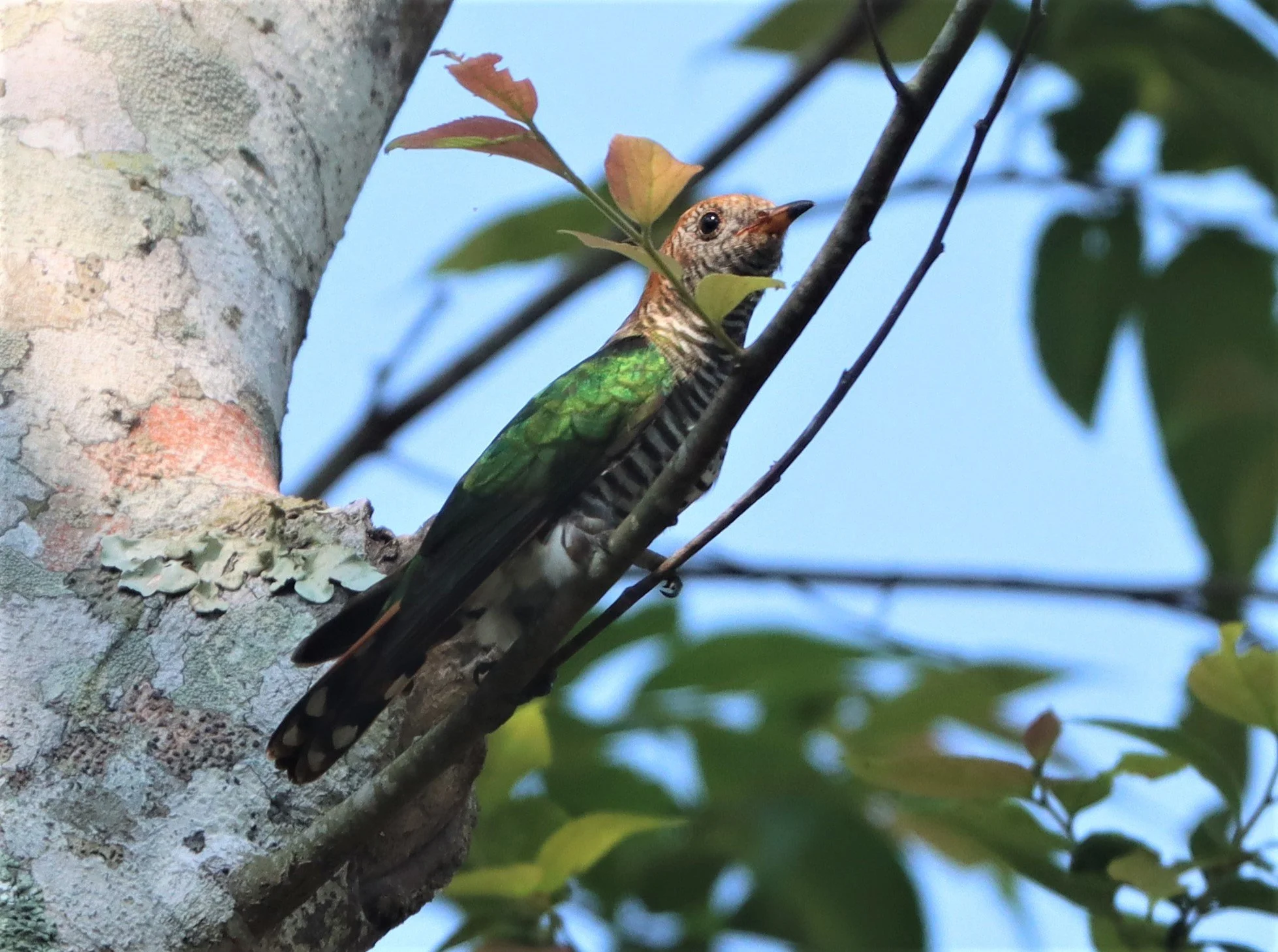 Asian Emerald Green Cuckoo (Chrysococcyx maculatus) Khao Yai NP (3).jpg