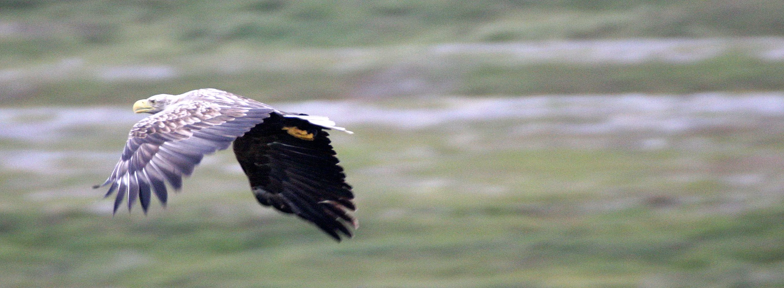Haliaeetus albicilla - WHITE-TAILED SEA EAGLE - HORNOYA NORWAY (13).jpg