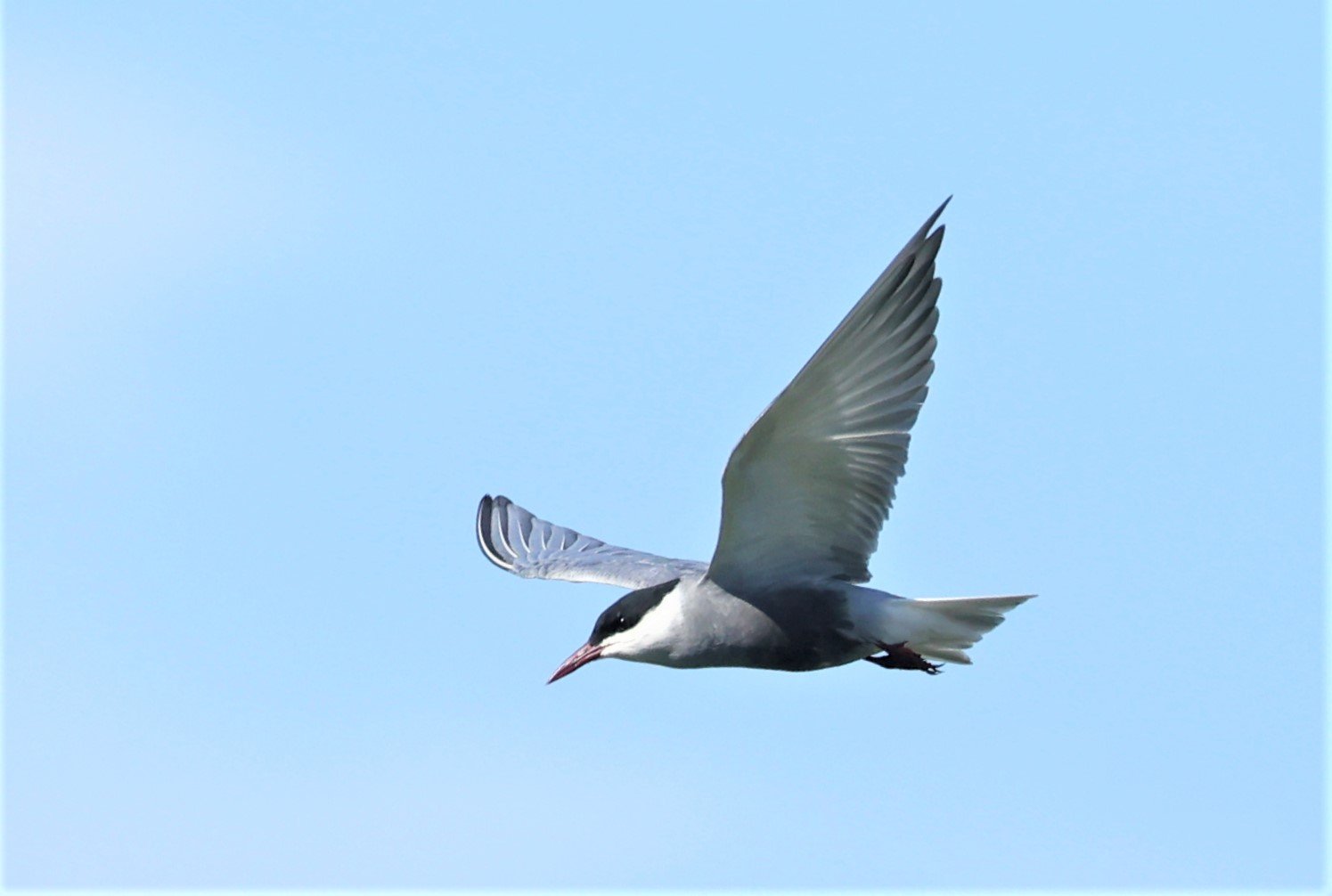 TERN - WHISKERED TERN - Chlidonias hybridus - TAP YAO RICEFIELDS LAT KRABANG - APRIL 23 2022 (22).jpg