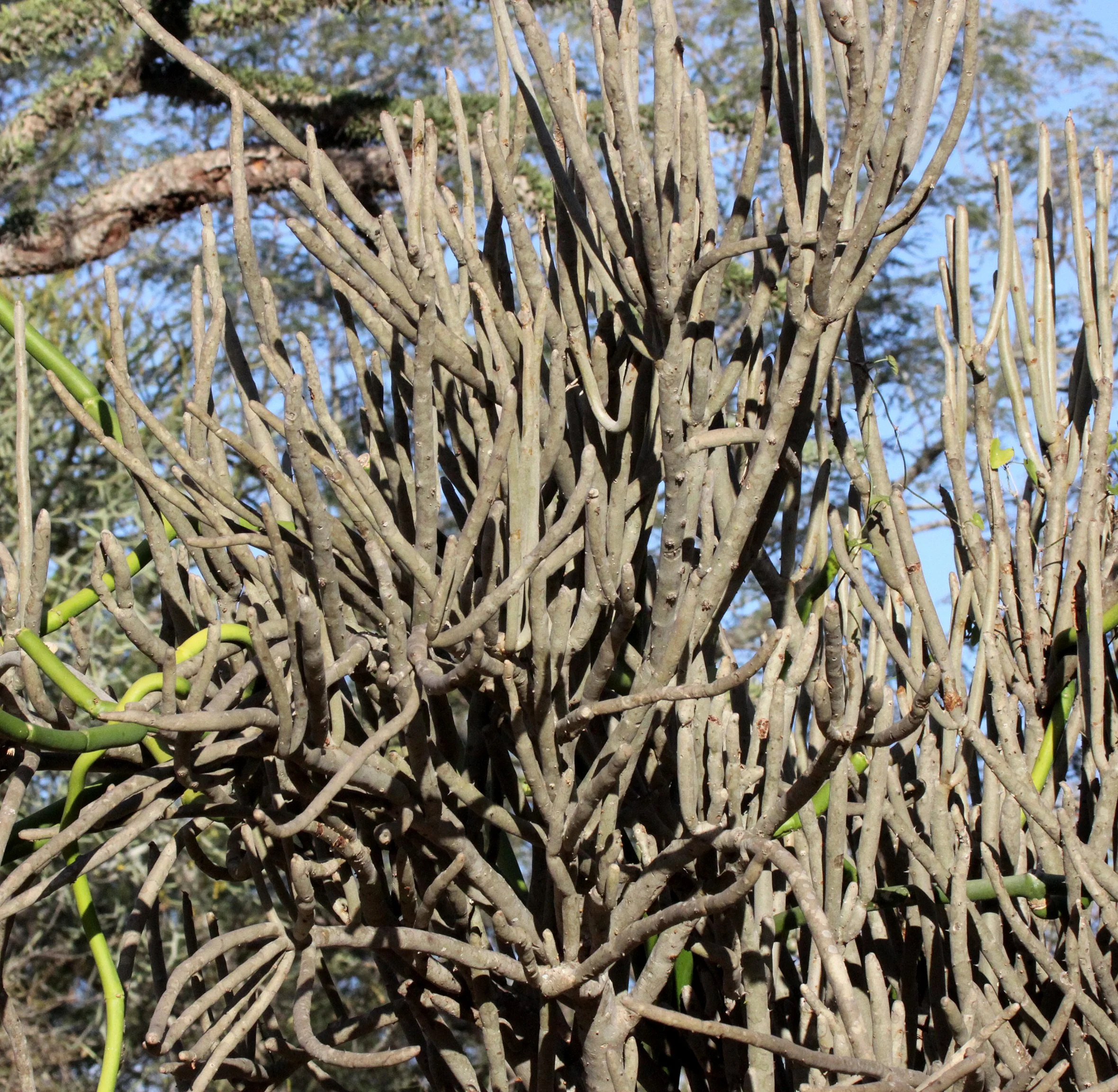 PLANT - ALLUAUDIA DUMOSA - BERENTY RESERVE MADAGASCAR (5).JPG