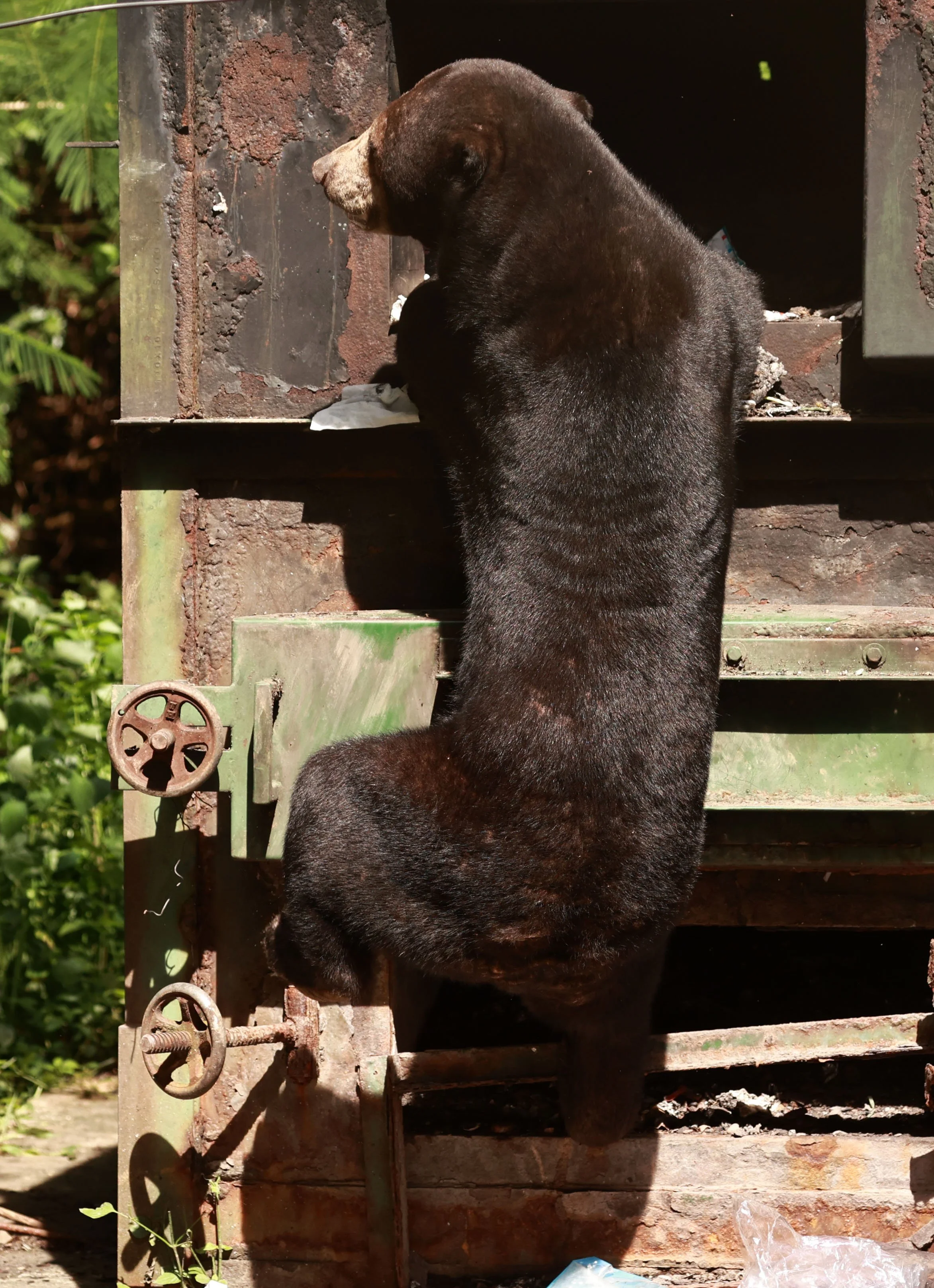 While it is certainly entertaining to see such a rare ursid up close scavenging like this, I find it troubling as well.  