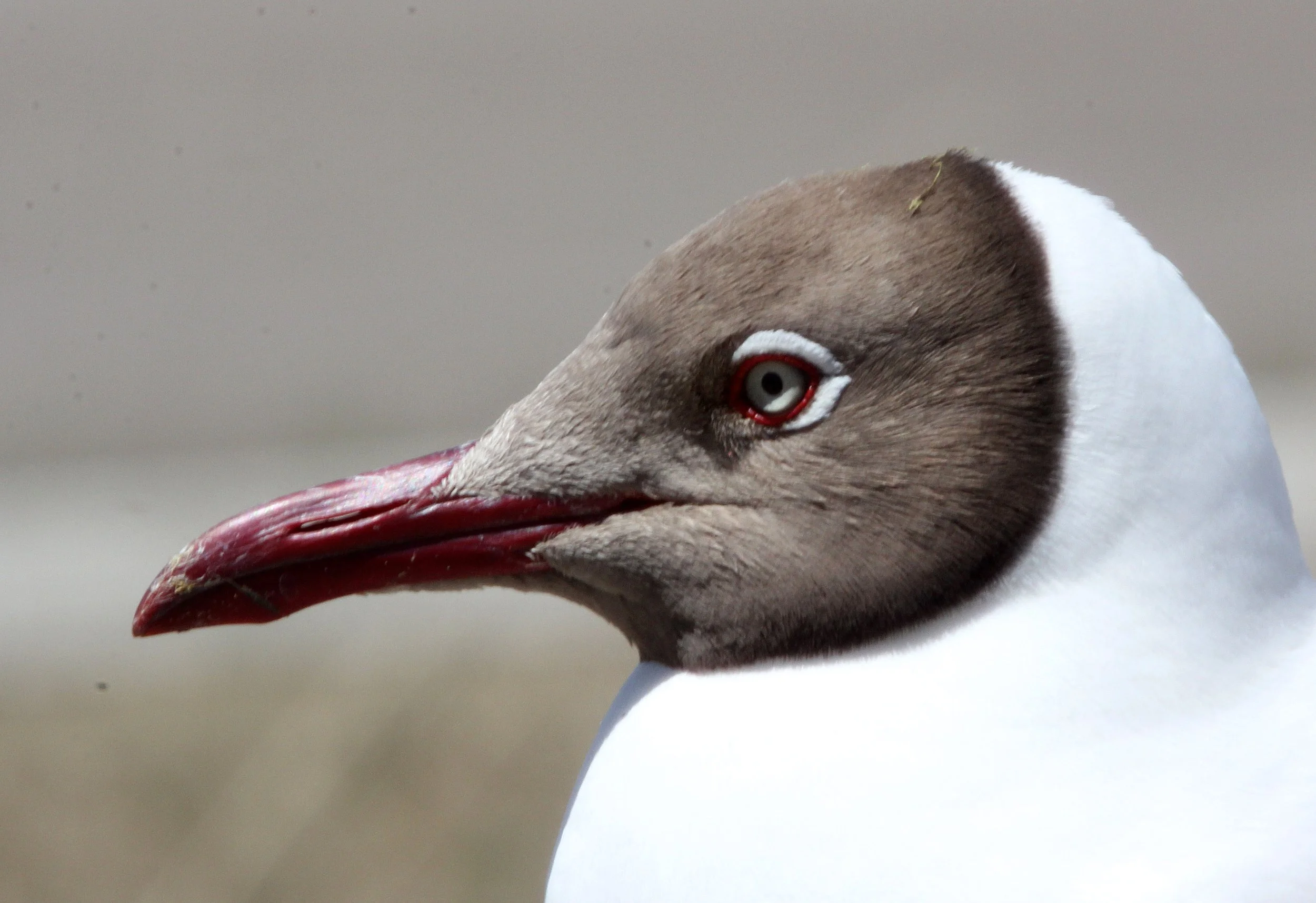 BIRD - GULL - BROWN-HEADED GULL -  QINGHAI LAKE CHINA (1).JPG