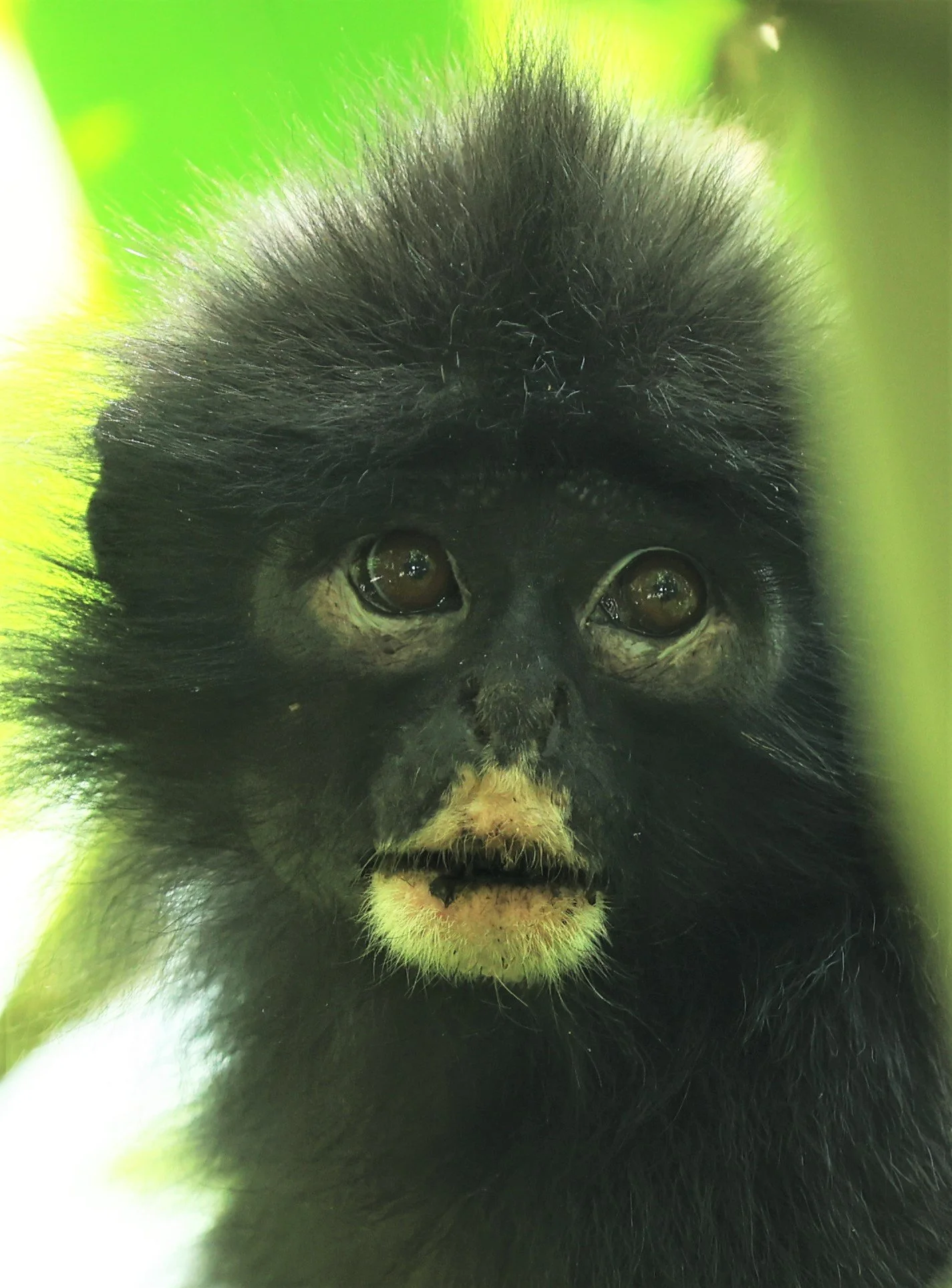 Robinson's banded langur (Presbytis robinsoni)
