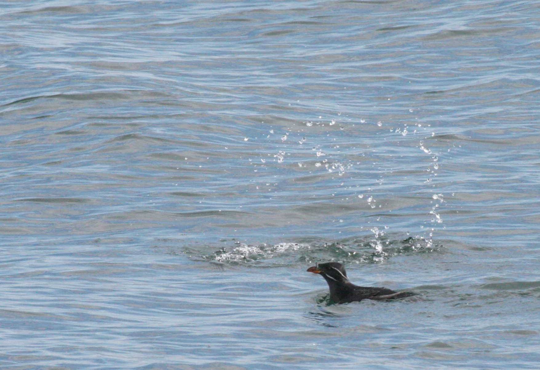 Cerorhinca monocerata - RHINOCEROS AUKLET - SAN JUAN ISLANDS (9).JPG