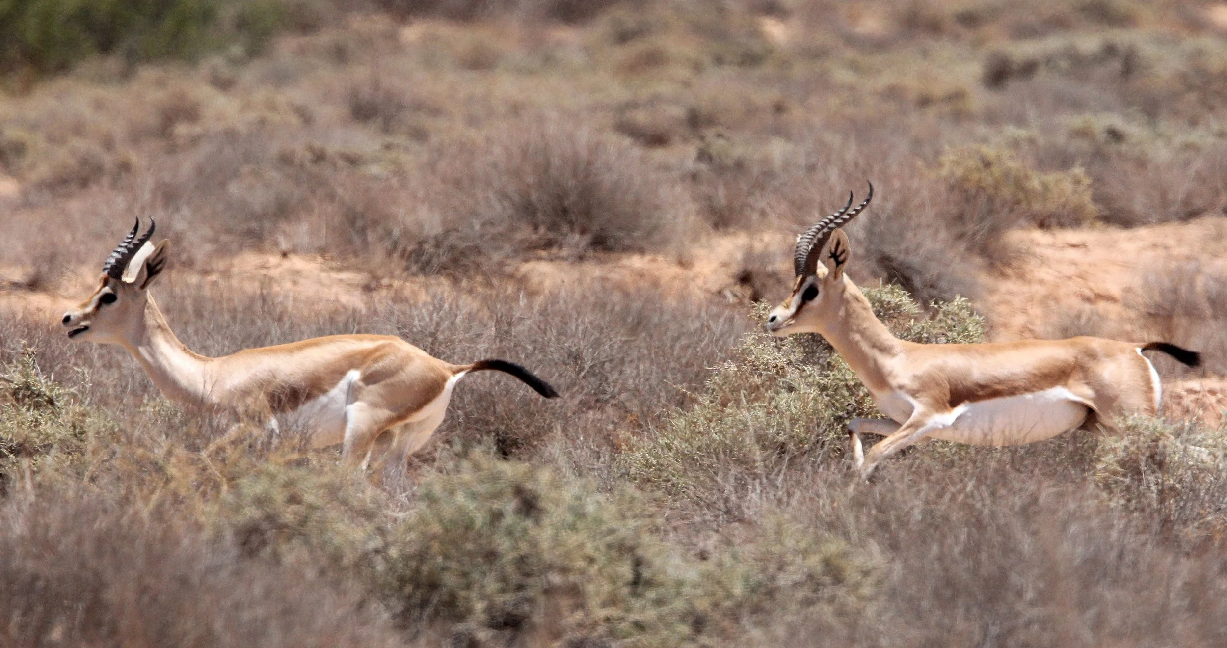 GAZELLE - SAHARAN DORCAS GAZELLE - Gazella dorcas osiris - HADJ NATIONAL NATURE RESERVE TUNISIA (3).JPG