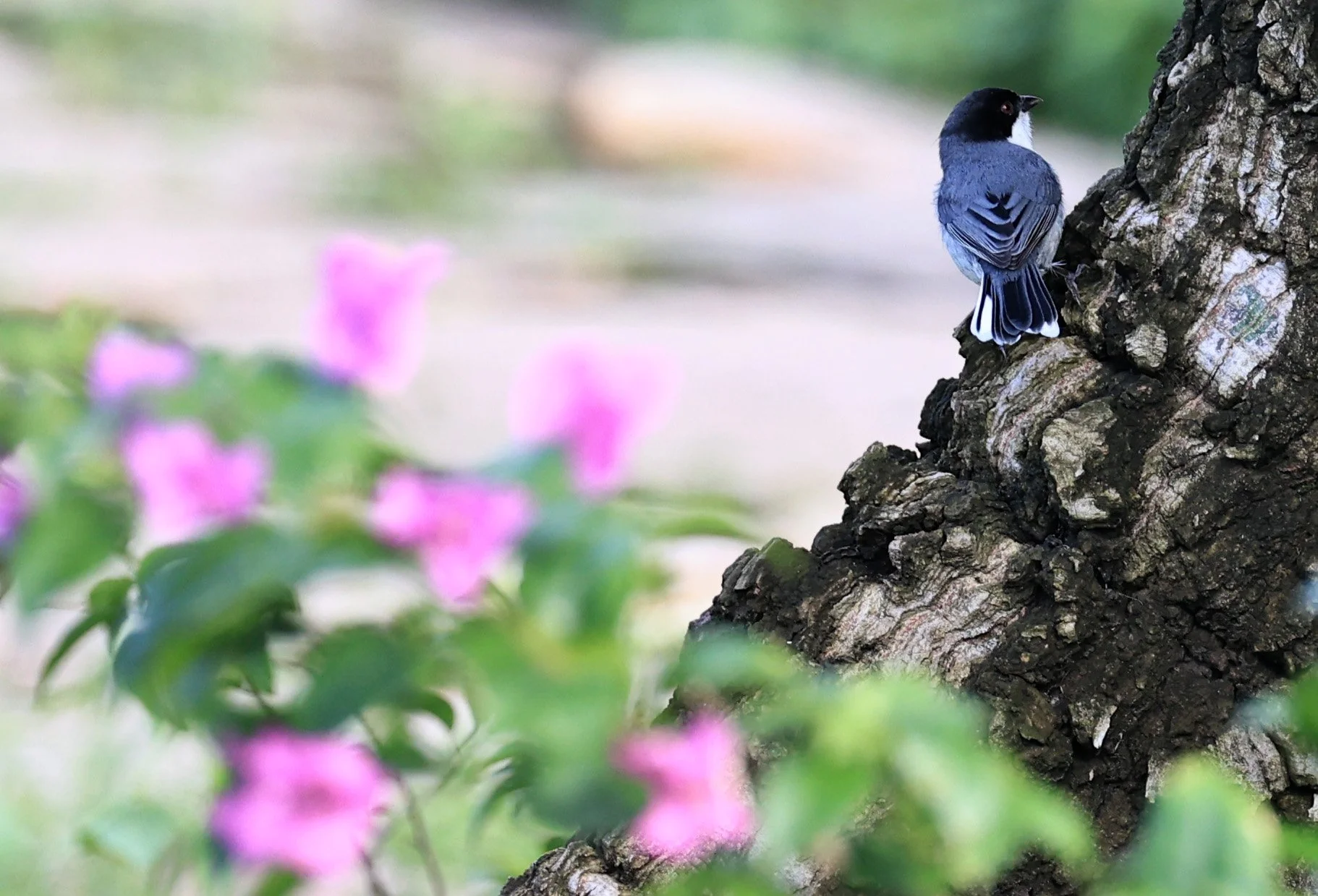 Black-capped Warbling-Finch (Poospiza melanoleuca) Estancia Campo'i Paraguay