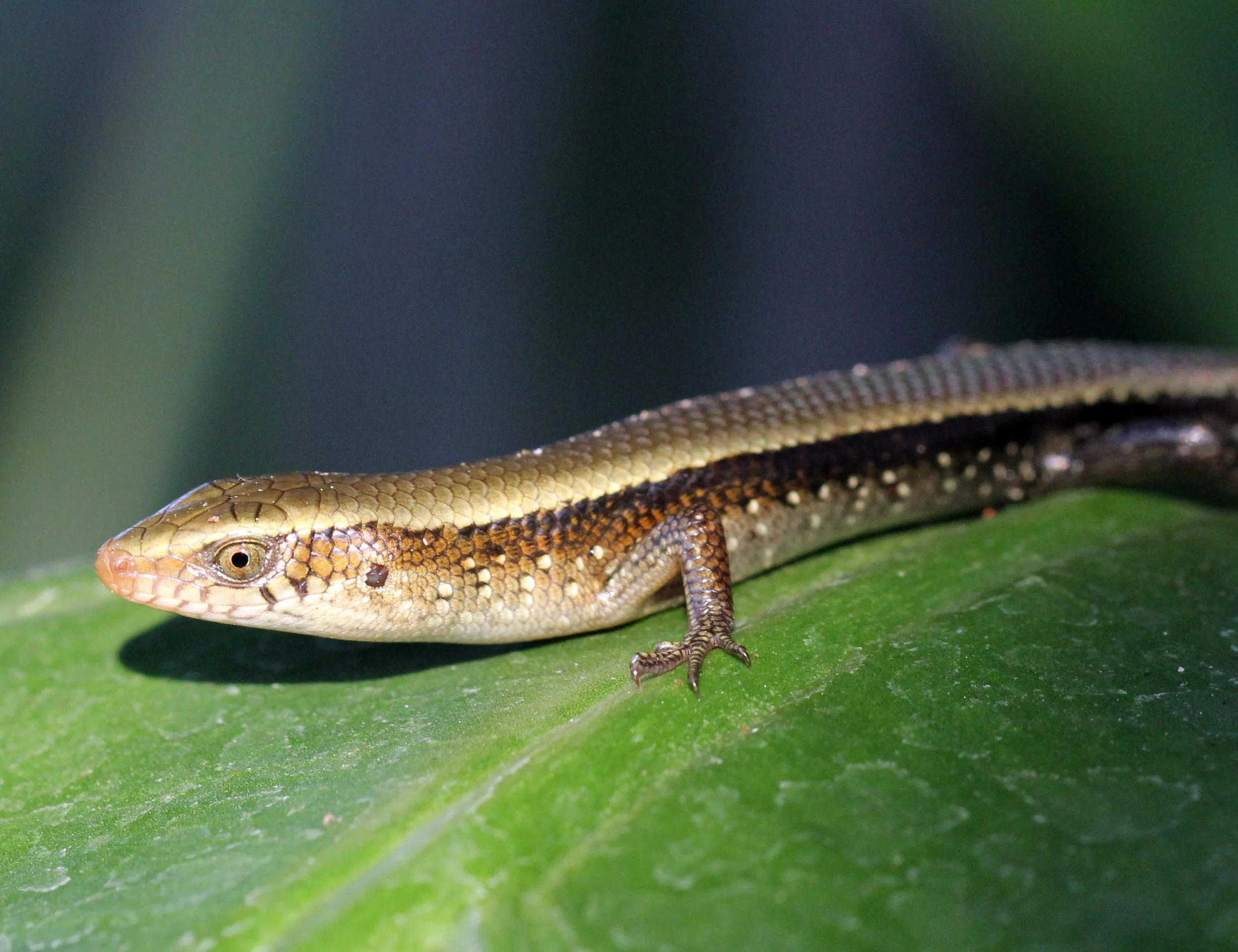 2013 Nonthaburi Setthasiri House and Nonthaburi Neighborhood (187).JPG