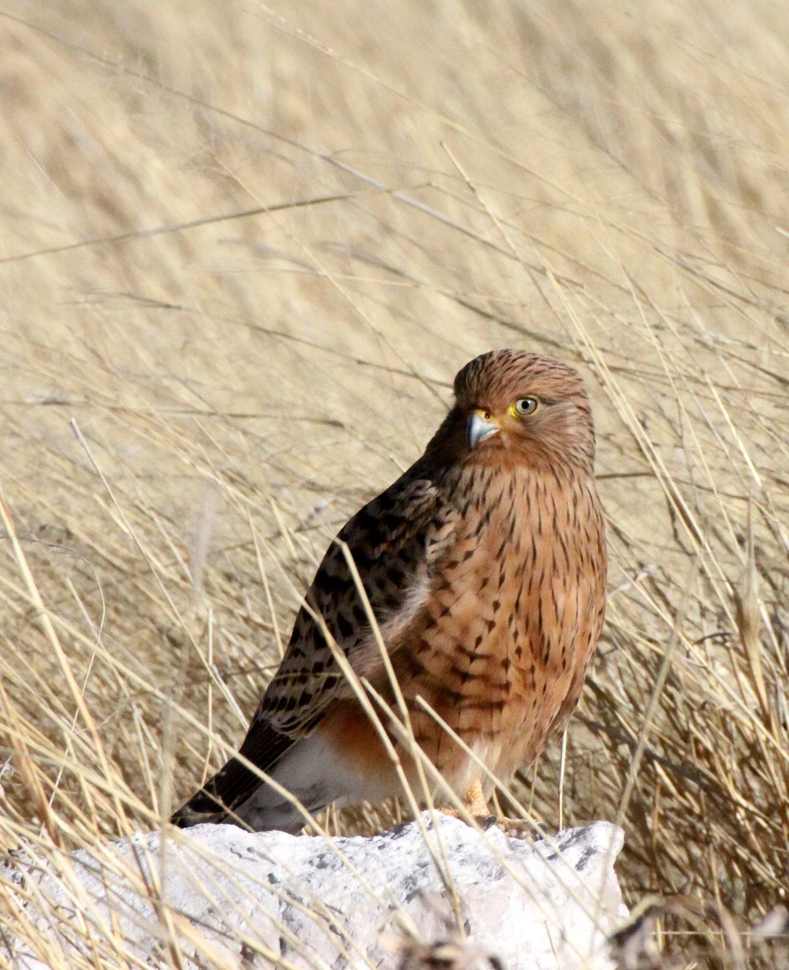 BIRD - KESTREL - GREATER KESTREL - FALCO RUPICOLOIDES - ETOSHA NATIONAL PARK NAMIBIA (21).JPG