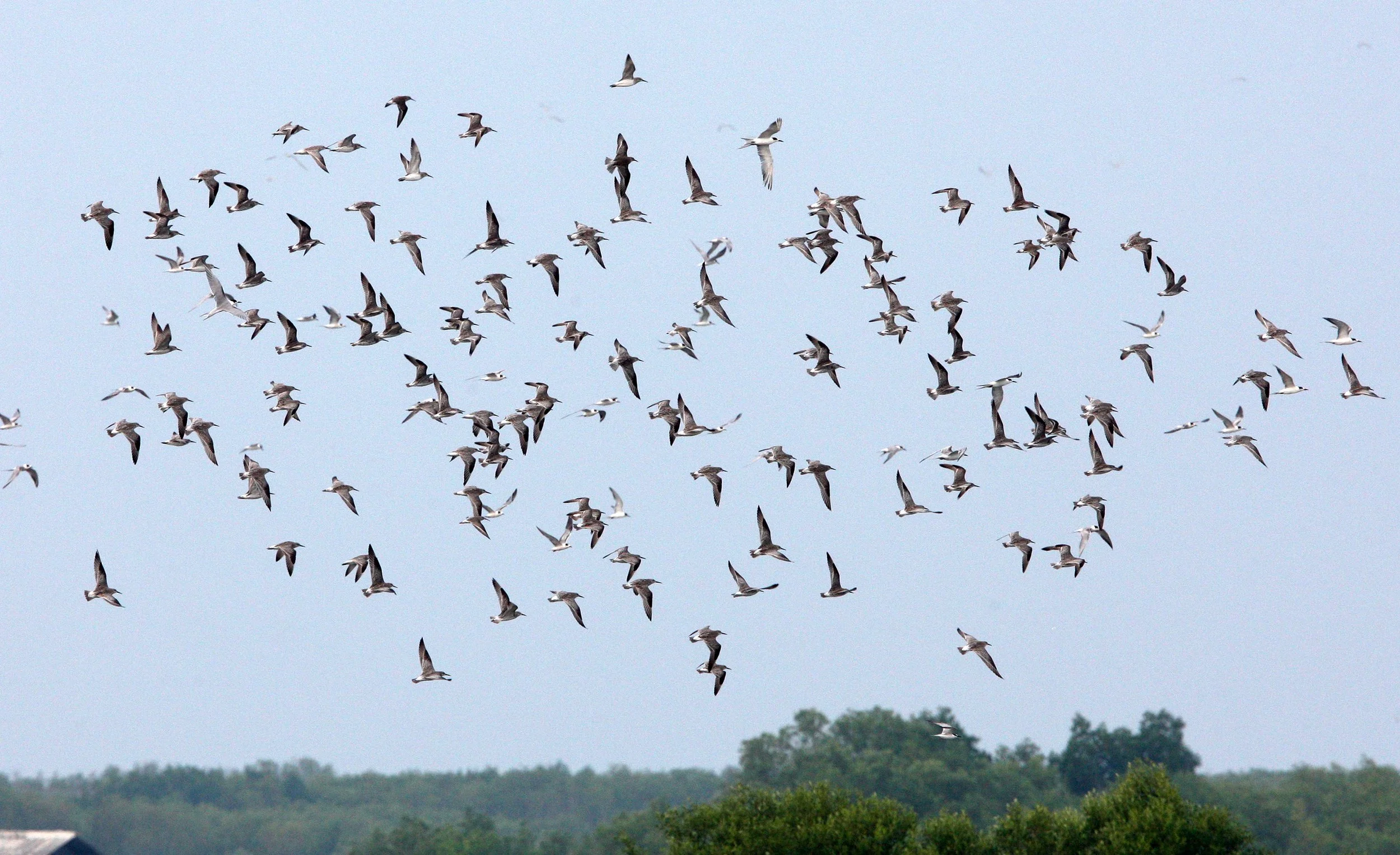 BIRD - GREAT KNOT - PETCHABURI PROVINCE, PAK THALE (2).JPG