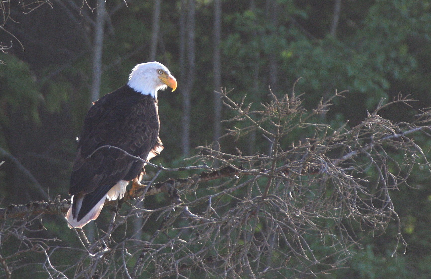 BIRD - EAGLE - BALD EAGLE - LAKE FARM BLUFFS (75).JPG