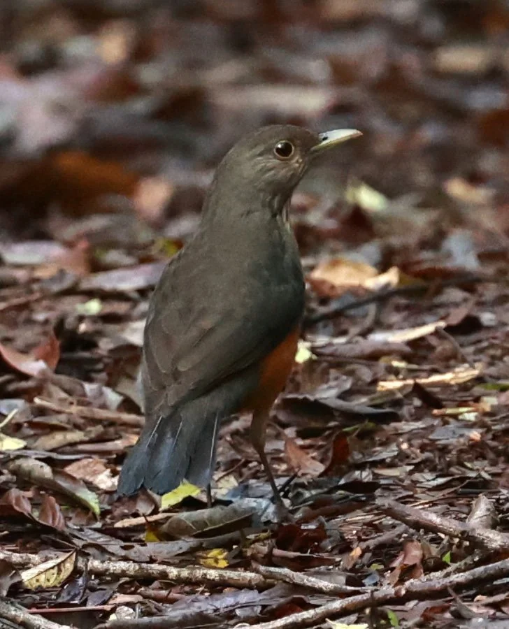 Rufous-bellied Thrush (Turdus rufiventris) Superagui Brazil